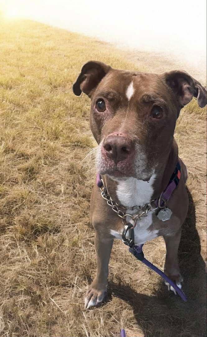 Molly (Foster Dog) — thumbnail 9