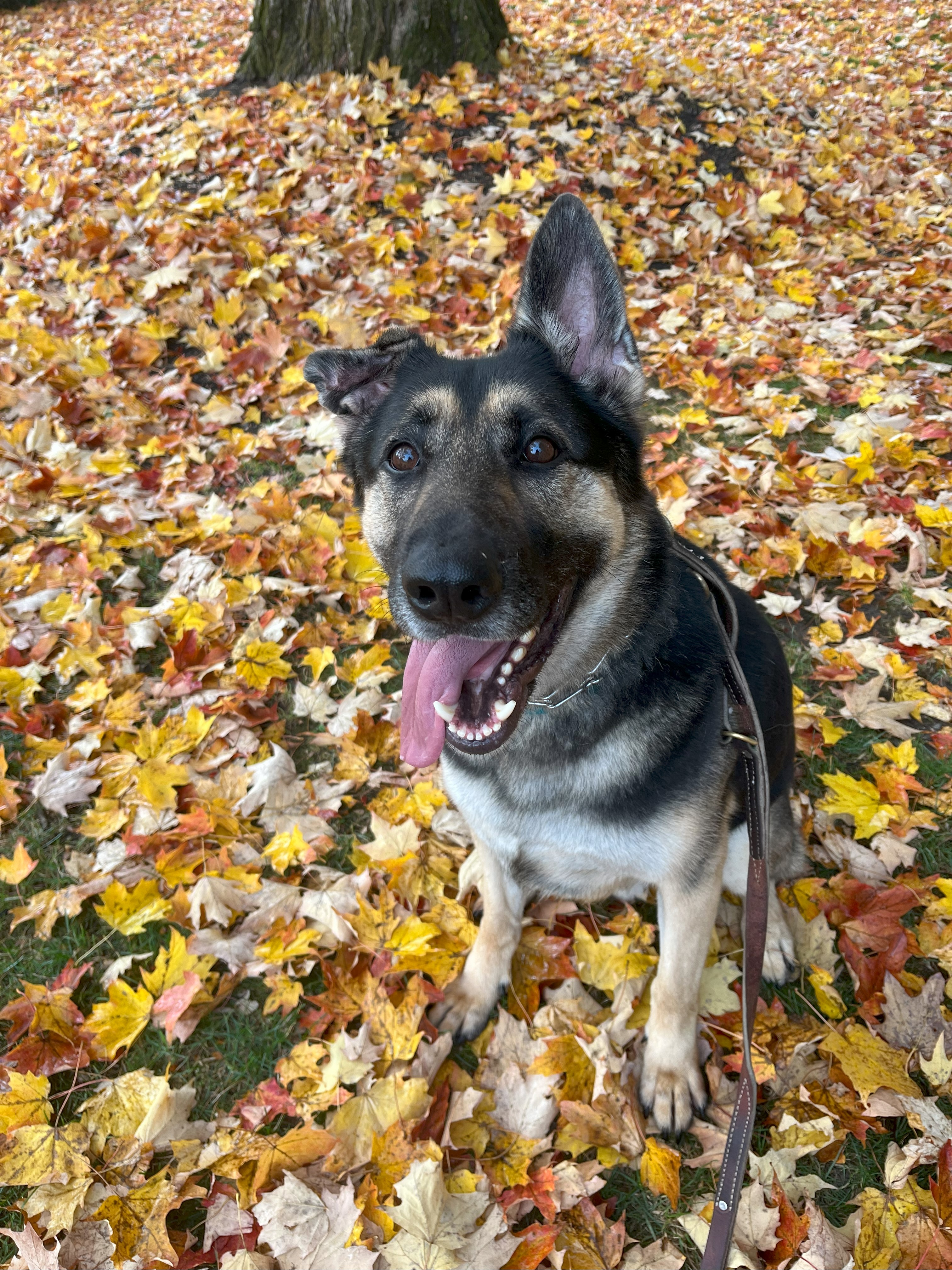 Moose, a Adopted German Shepherd Dog in Nahant, MA image 3/6