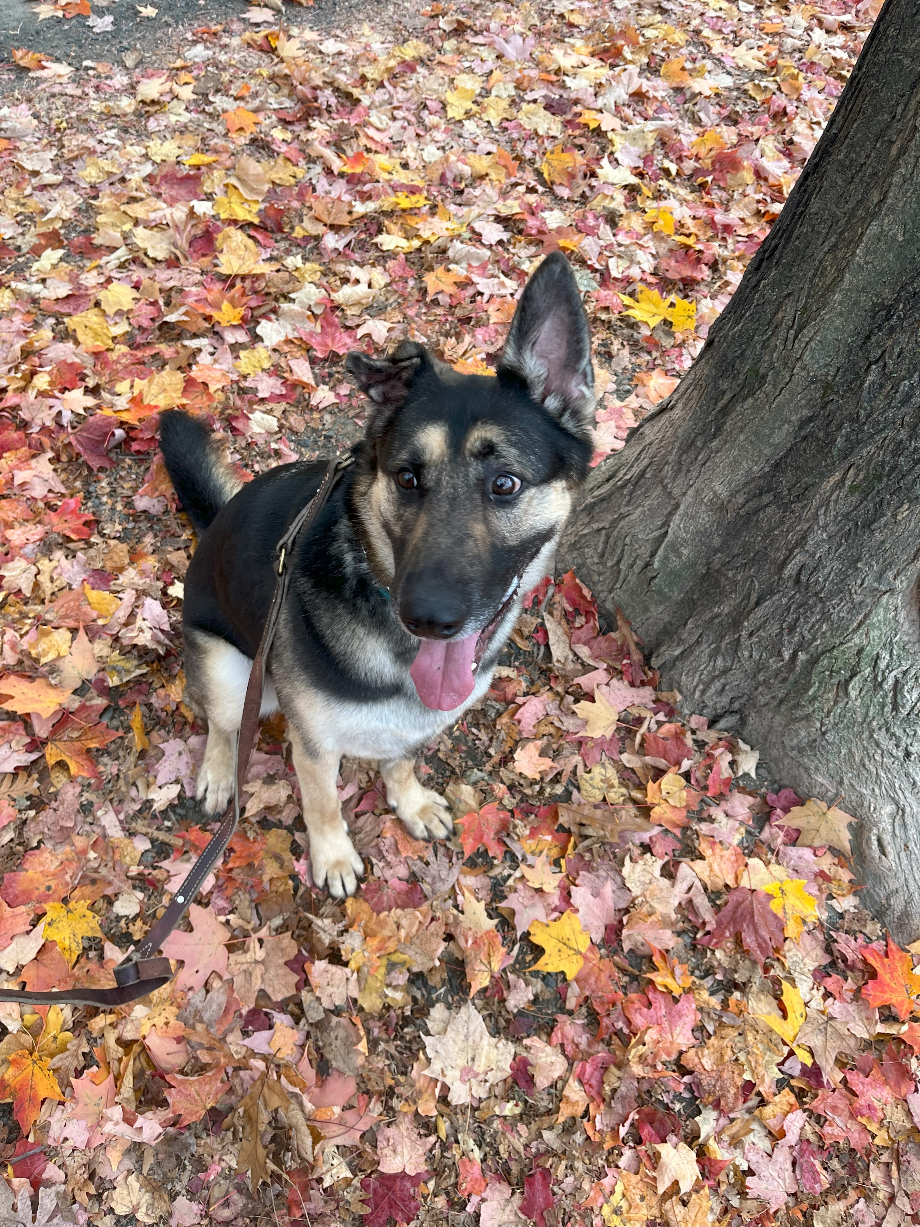 Moose, a Adopted German Shepherd Dog in Nahant, MA image 4/6