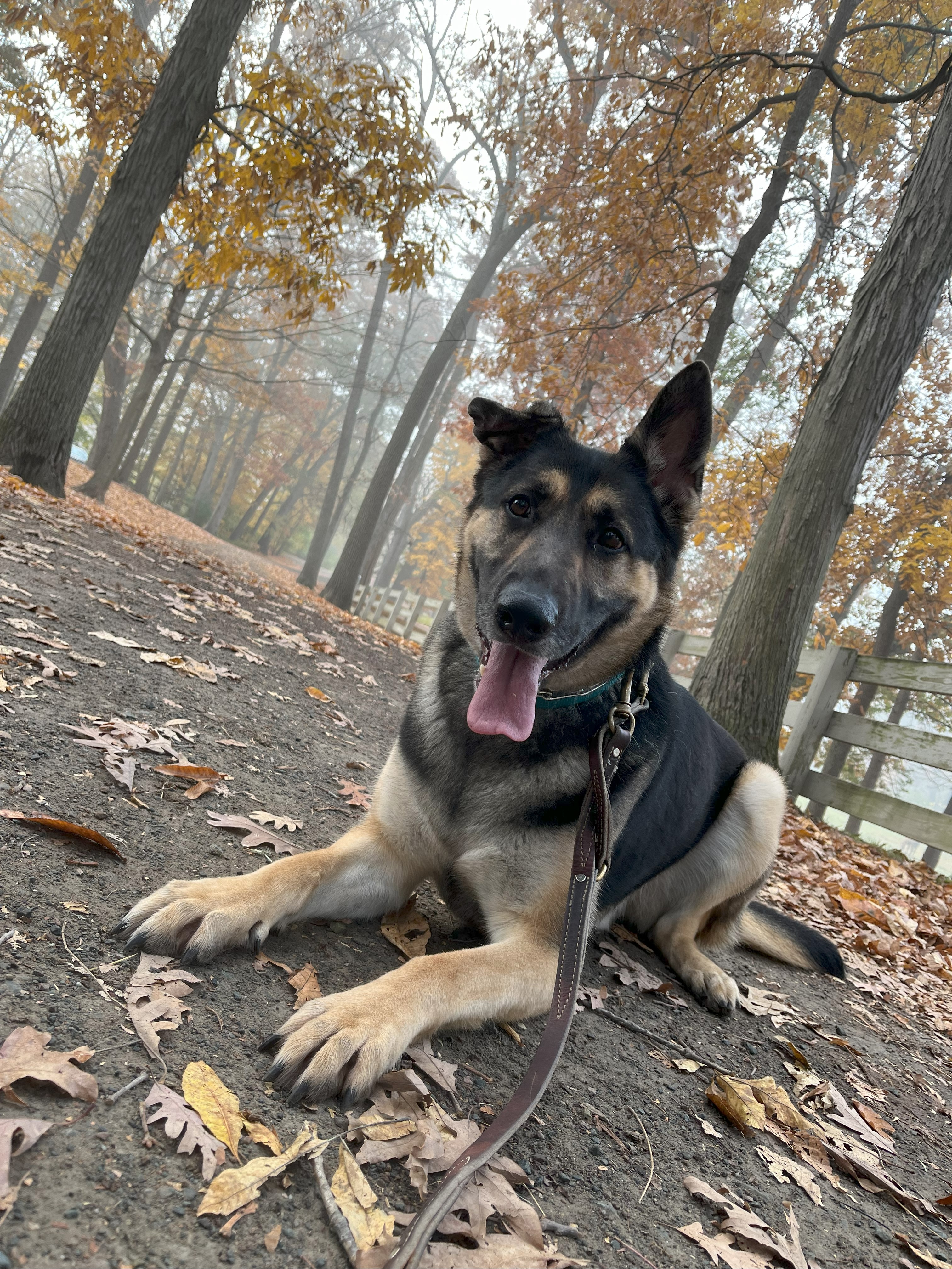 Moose, a Adopted German Shepherd Dog in Nahant, MA image 5/6