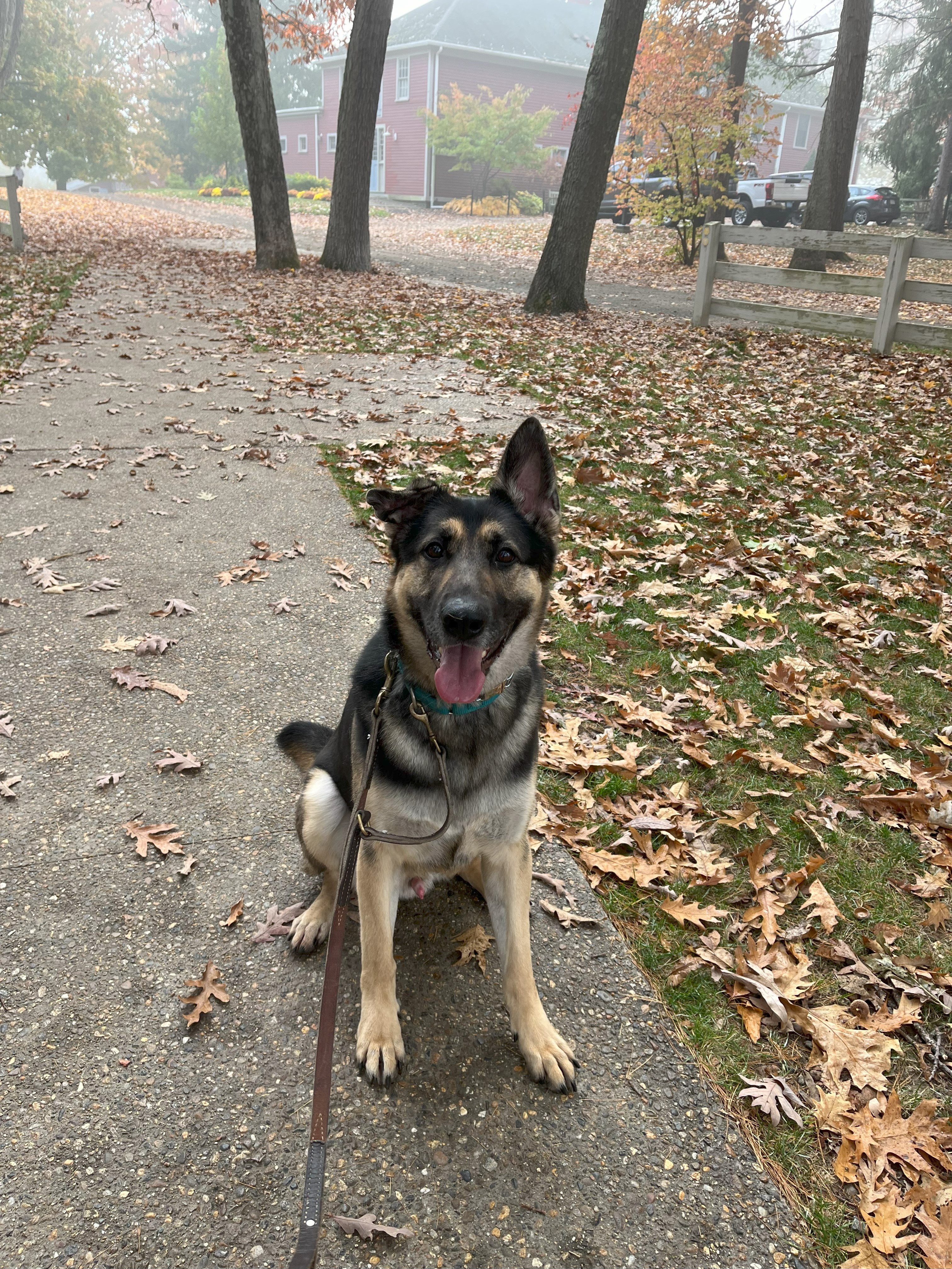 Moose, a Adopted German Shepherd Dog in Nahant, MA image 6/6