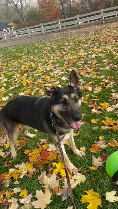 Enlarge Moose, a Adopted German Shepherd Dog in Nahant, MA video 1/6