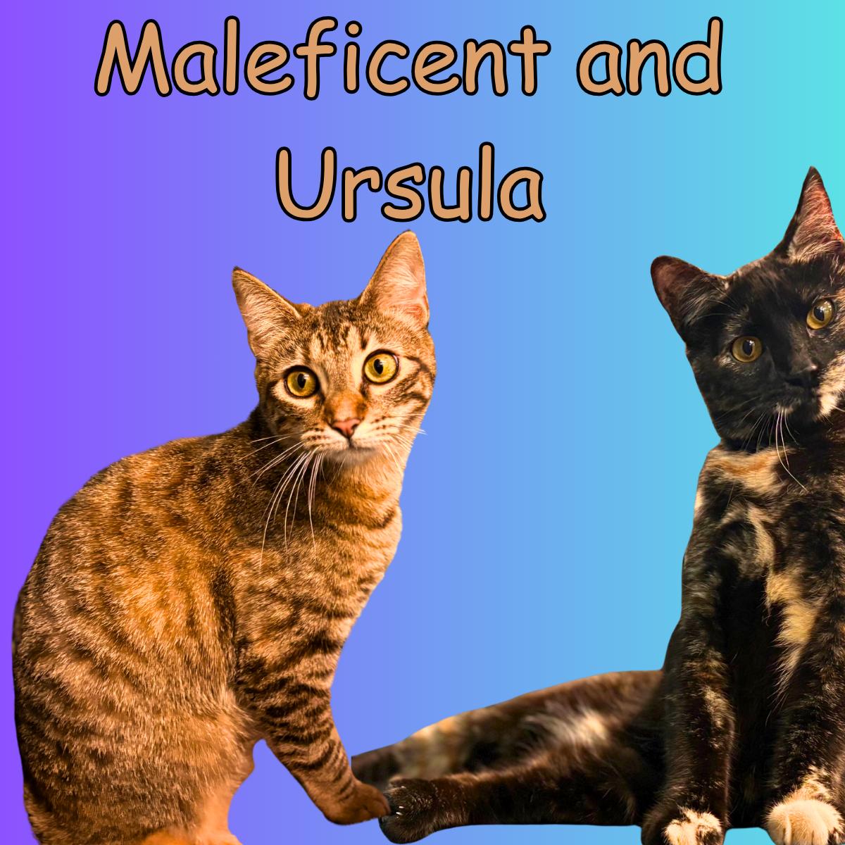 Maleficent and Ursula, ADOPTABLE, Adult Female Domestic Short Hair.