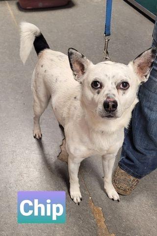 Chip-Sponsored, Adoptable, Adult Male Australian Cattle Dog / Blue Heeler & Chihuahua.
