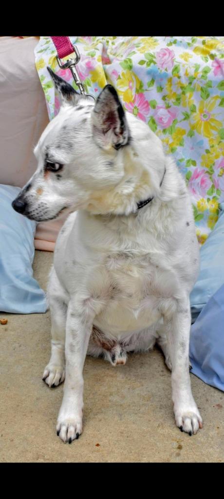 Chip-Sponsored, Adoptable, Senior Male Australian Cattle Dog / Blue Heeler & Chihuahua.