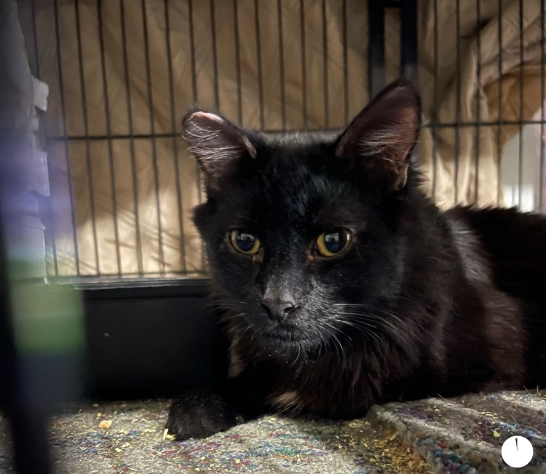 Buck , a Adoptable Domestic Medium Hair in Bell Gardens, CA image 1/5