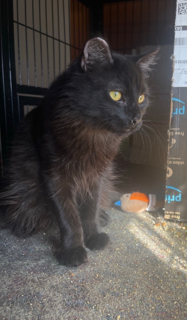 Buck , a Adoptable Domestic Medium Hair in Bell Gardens, CA image 2/5