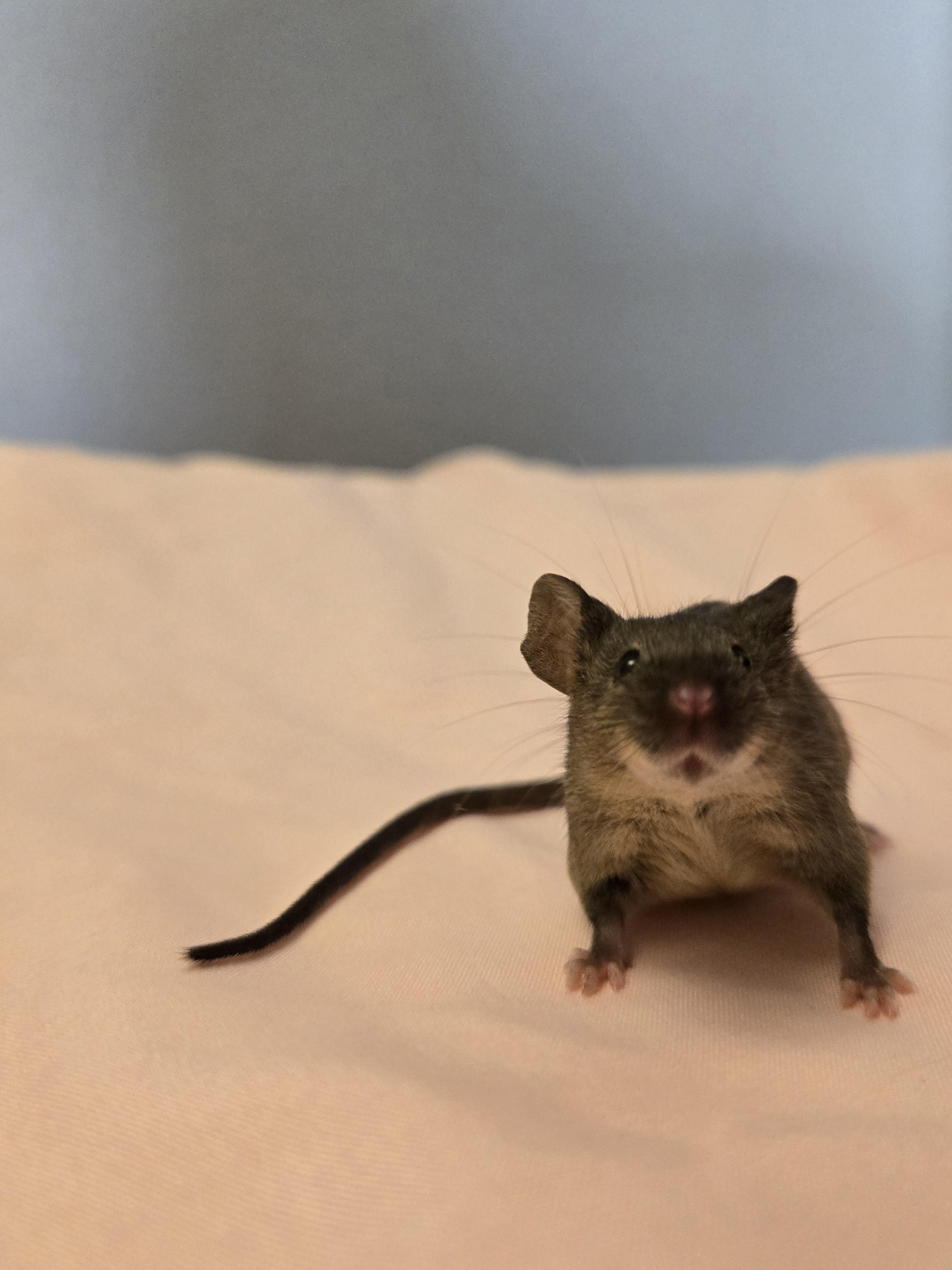 Retired Research Mice, Adoptable, Adult Female Mouse.