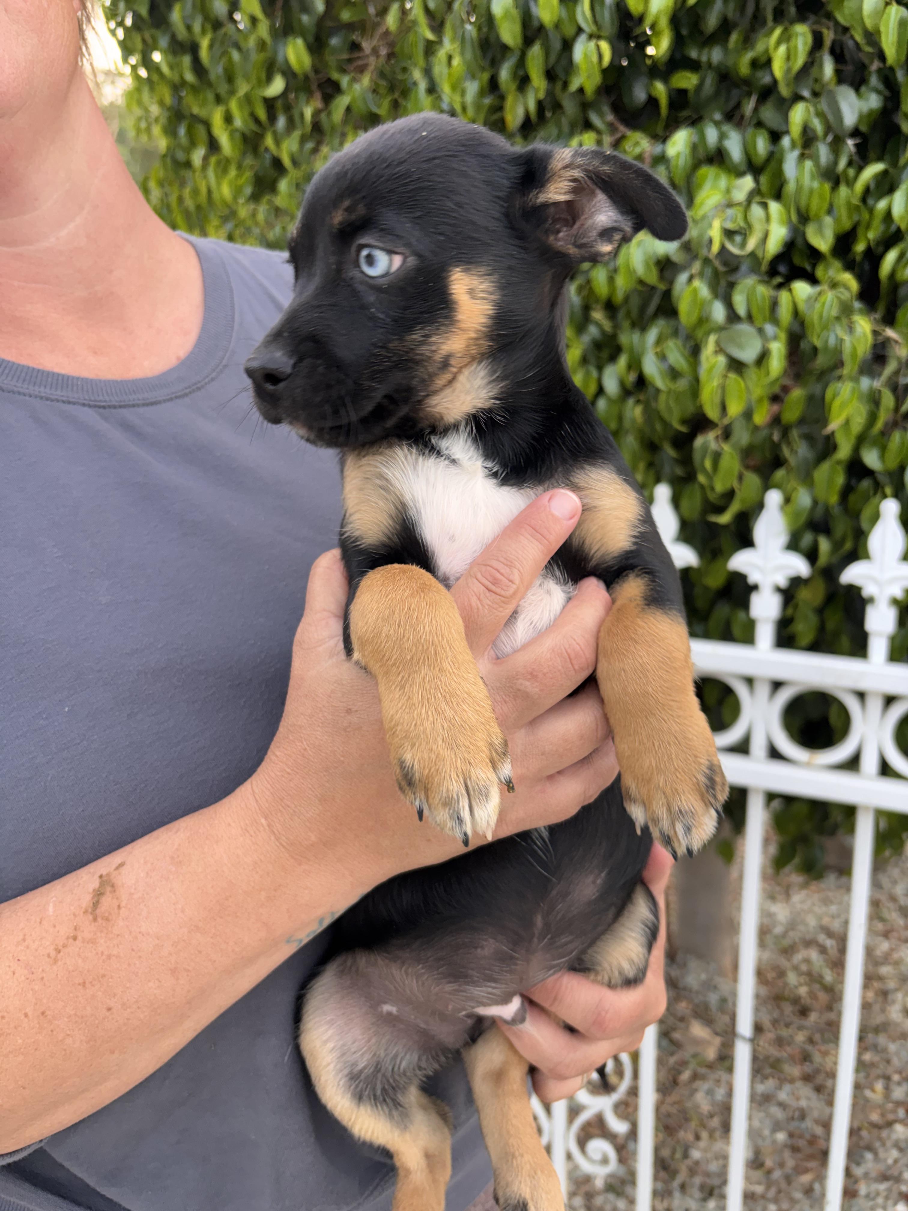 Enlarge Clover, a ADOPTABLE mixed breed in Corona, CA image 3/3