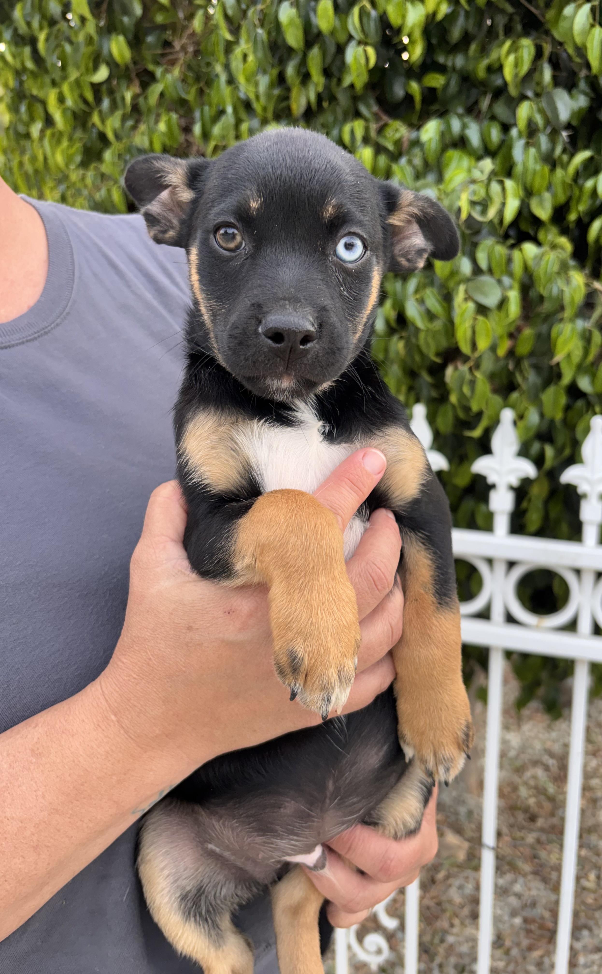 Clover, ADOPTABLE, Puppy Male Terrier & Yorkshire Terrier.