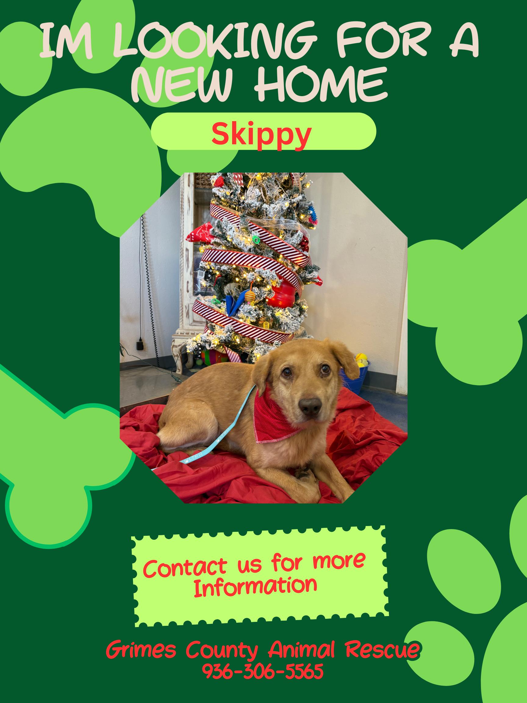 Enlarge Skippy, a ADOPTABLE mixed breed in Anderson, TX image 1/1