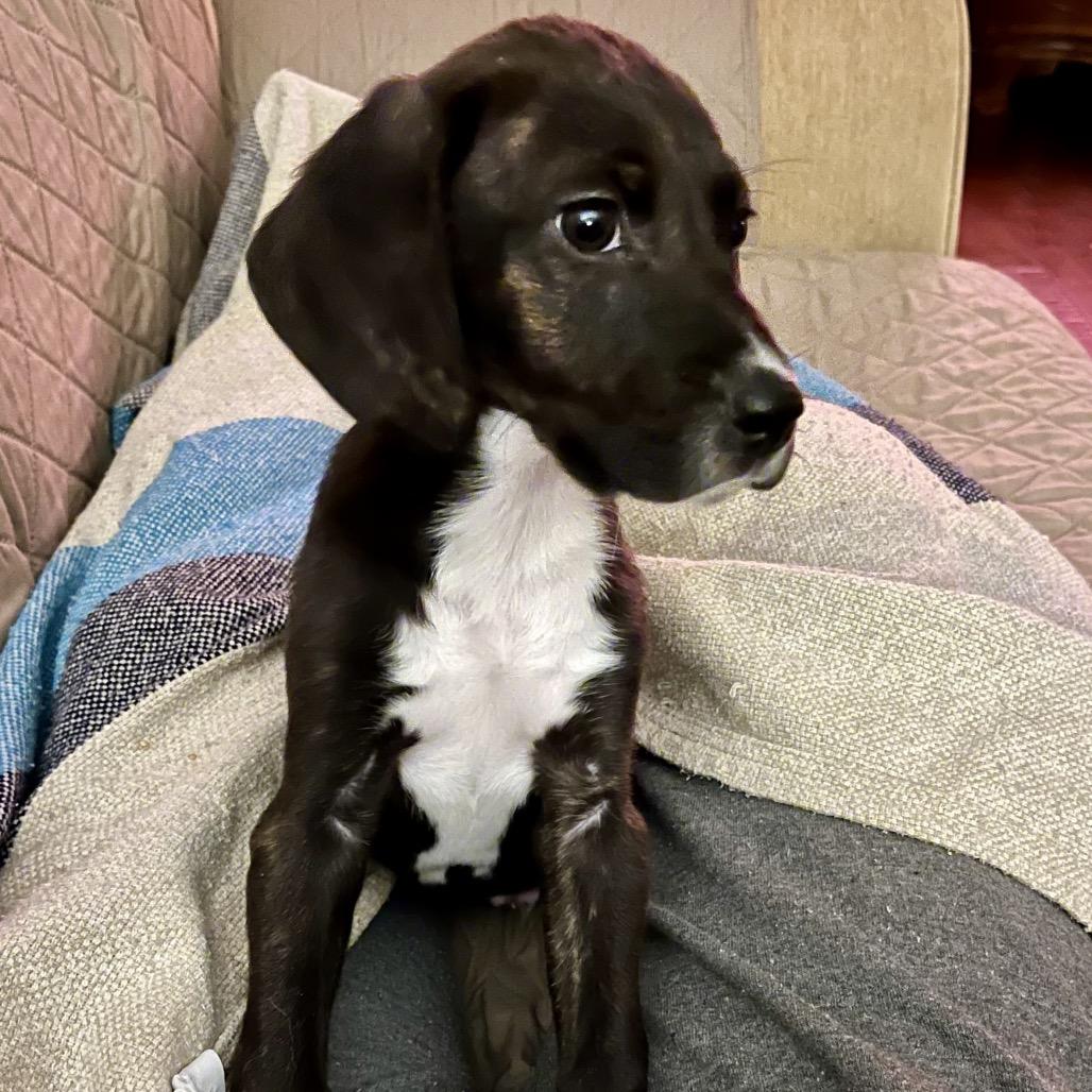TIPPY, Adoptable, Puppy Male Beagle & Dachshund.