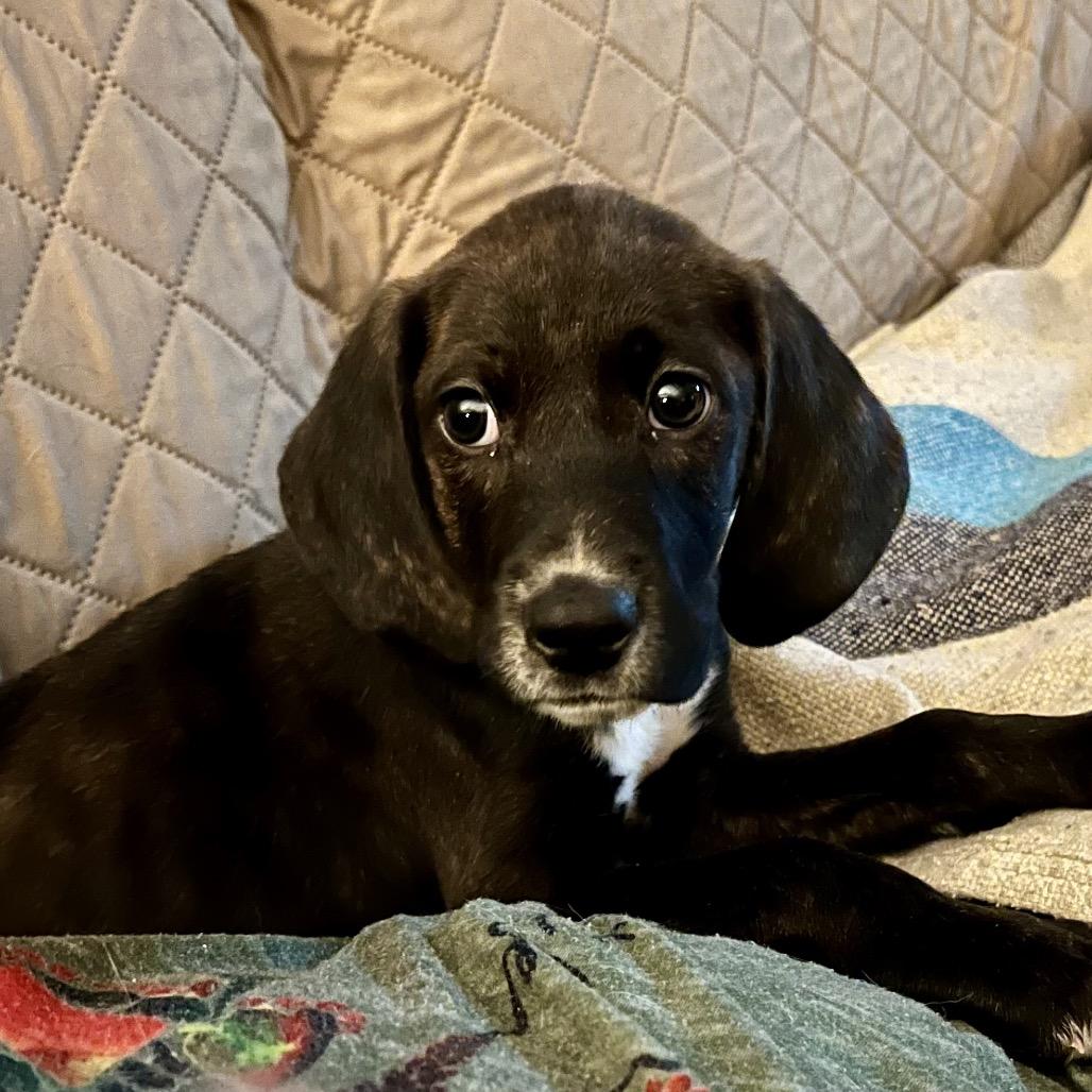 Enlarge TIPPY, a Adoptable mixed breed in Cordova, TN image 2/4