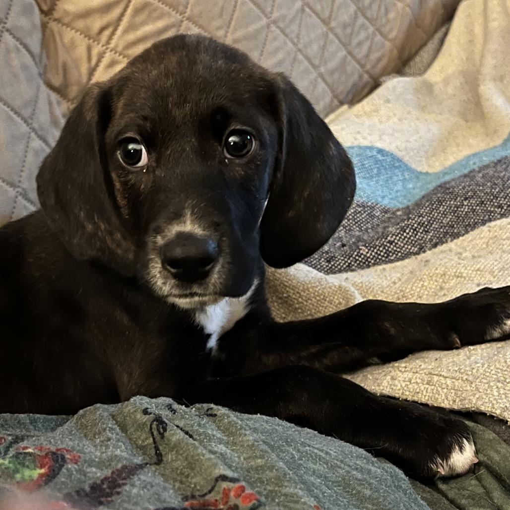 Enlarge TIPPY, a Adoptable mixed breed in Cordova, TN image 3/4
