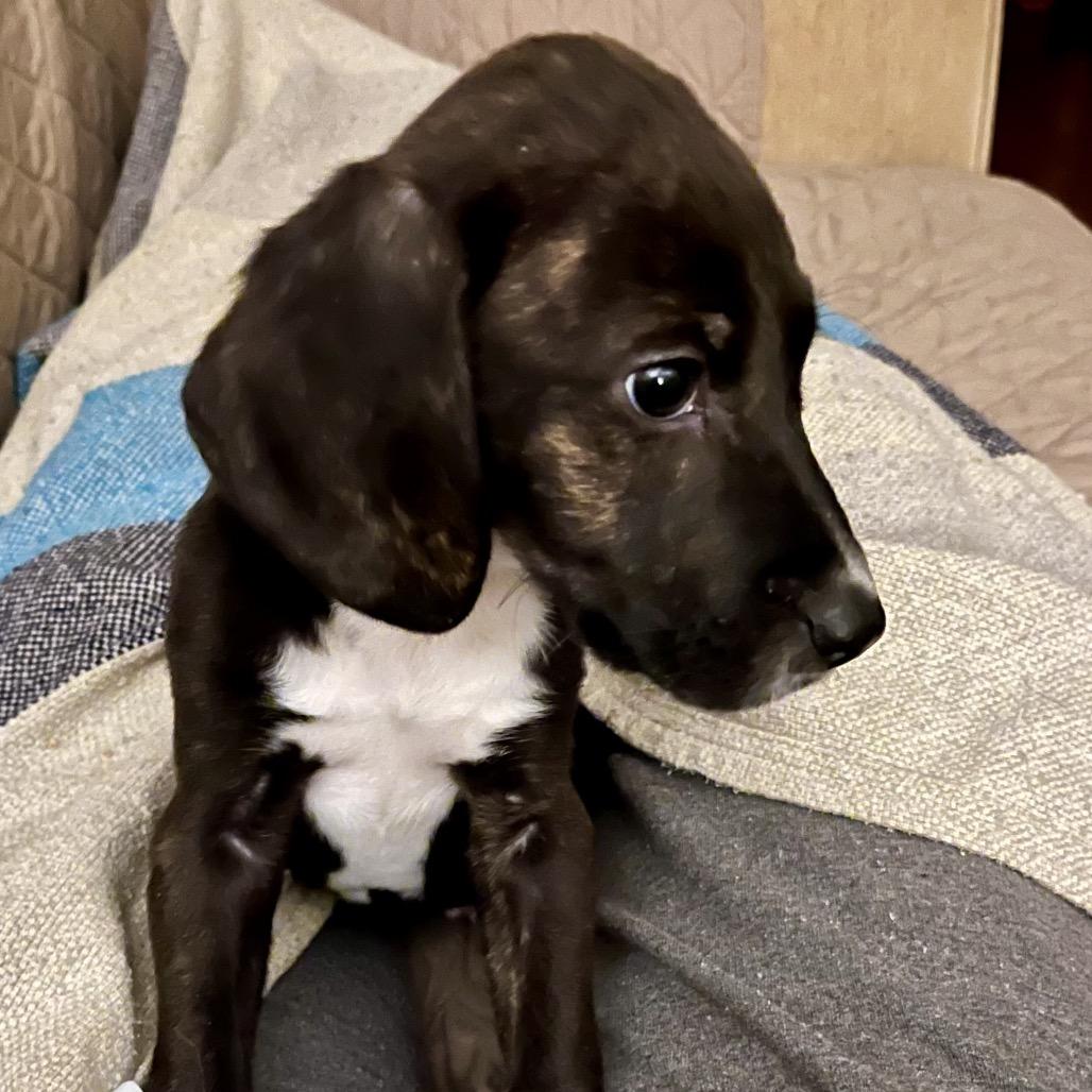 Enlarge TIPPY, a Adoptable mixed breed in Cordova, TN image 4/4