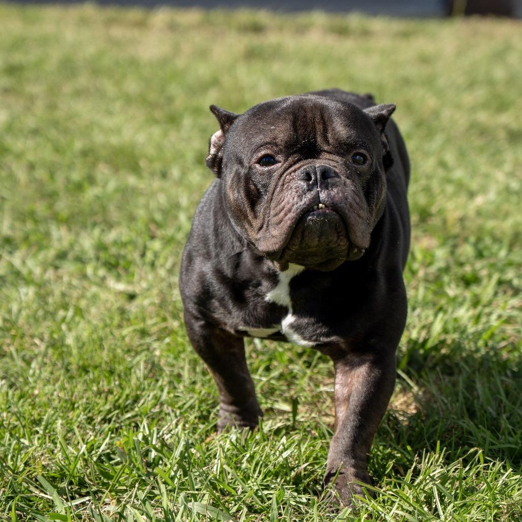 Dom Xavier, Adoptable, Adult Male French Bulldog.