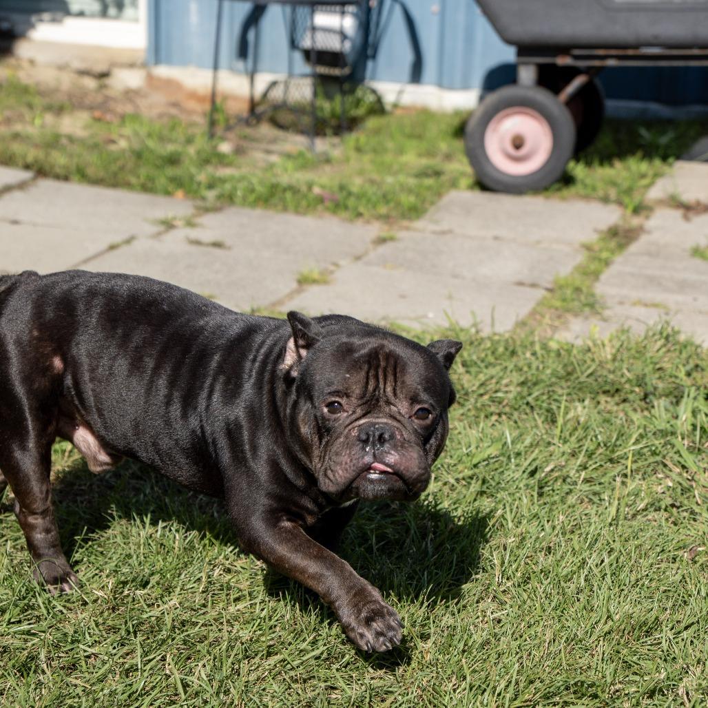 Enlarge Dom Xavier, a Adoptable French Bulldog in Elizabeth City, NC image 2/6