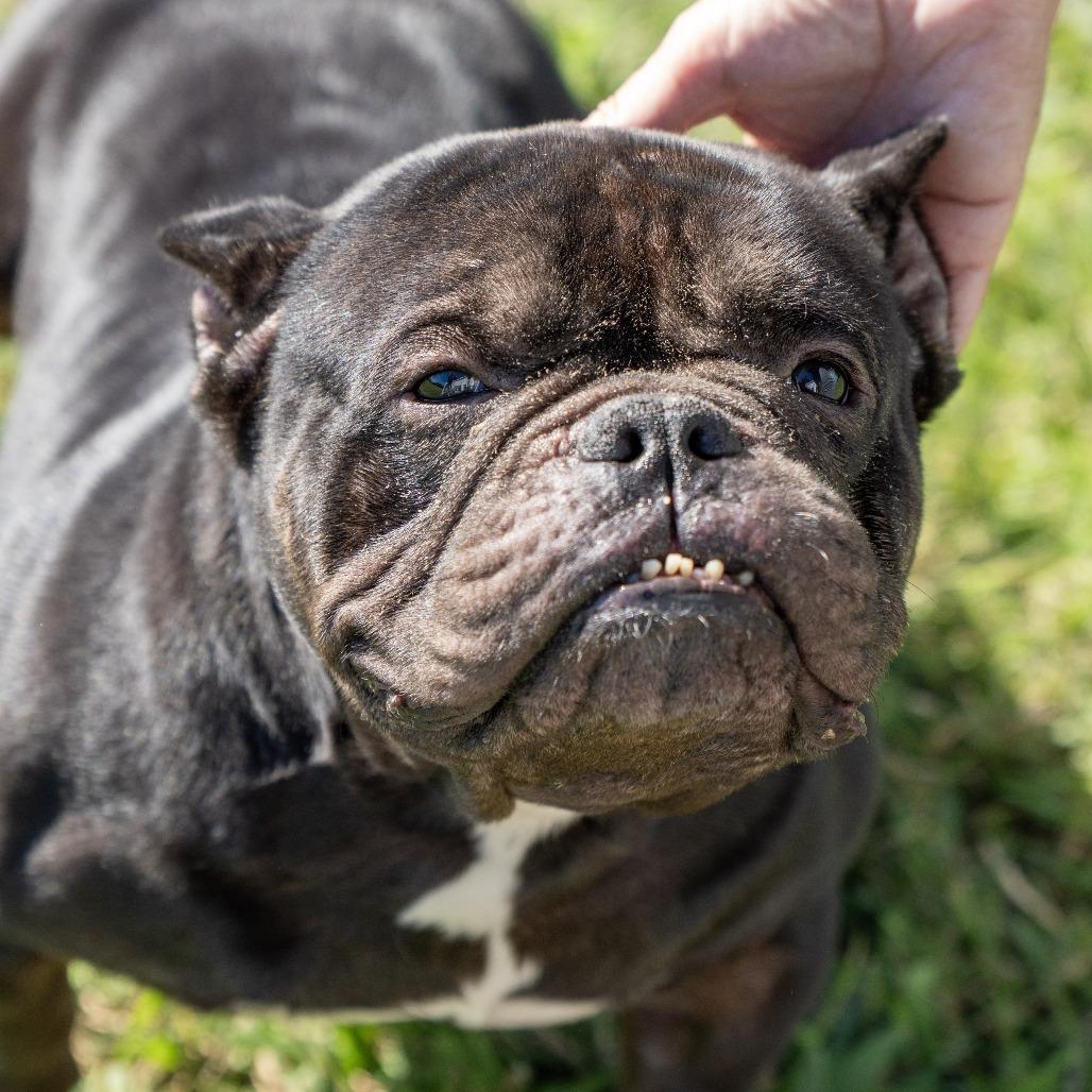 Enlarge Dom Xavier, a Adoptable French Bulldog in Elizabeth City, NC image 3/6
