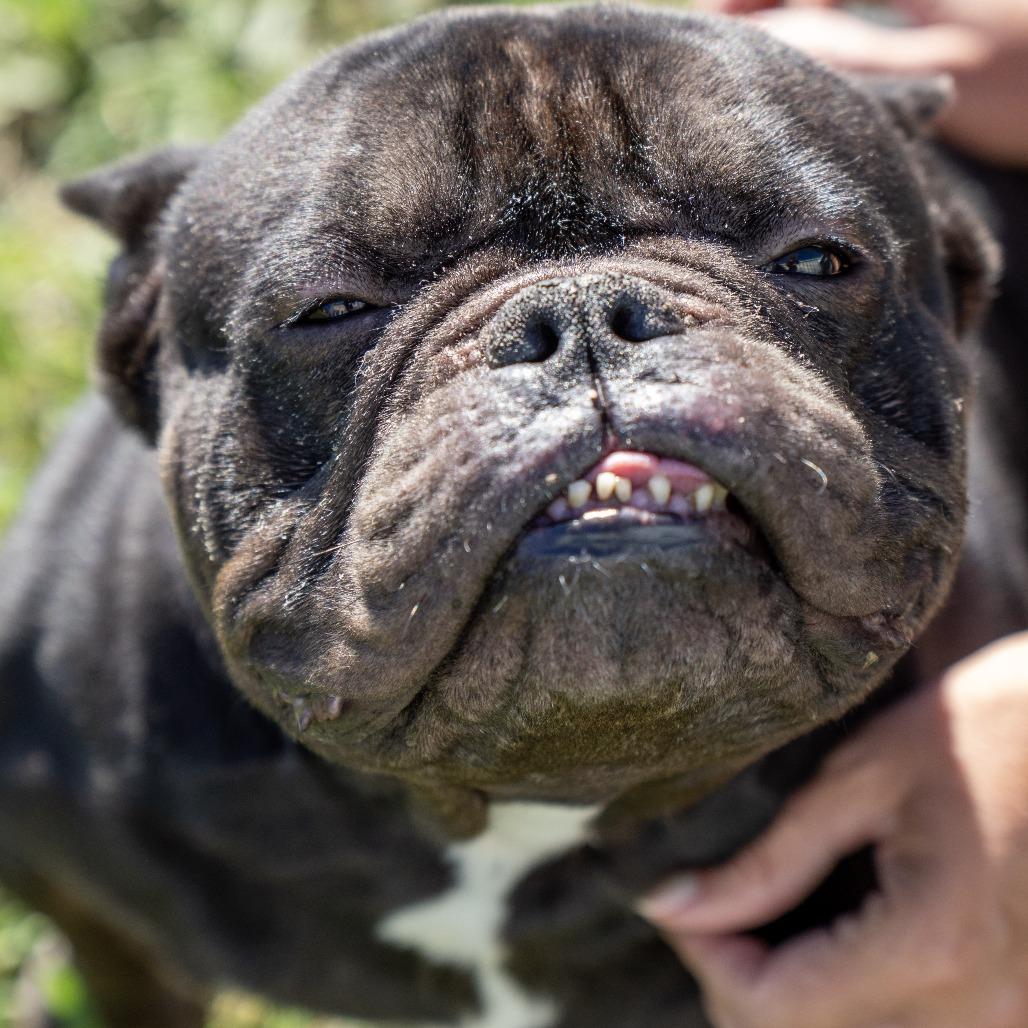 Enlarge Dom Xavier, a Adoptable French Bulldog in Elizabeth City, NC image 4/6