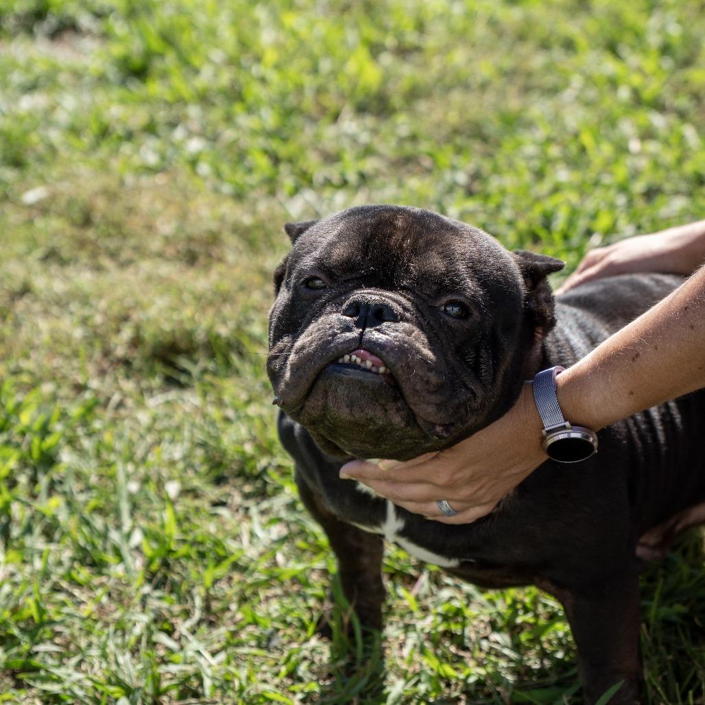 Enlarge Dom Xavier, a Adoptable French Bulldog in Elizabeth City, NC image 5/6