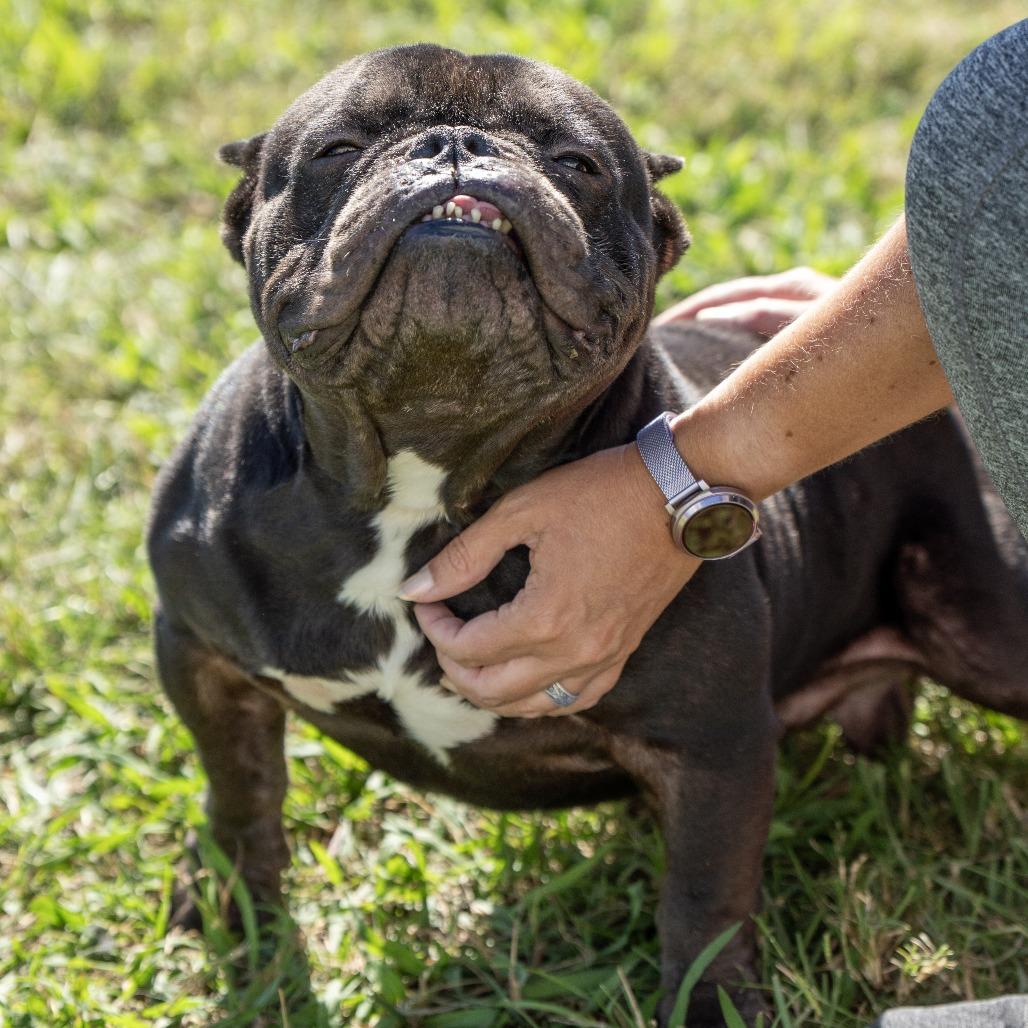 Enlarge Dom Xavier, a Adoptable French Bulldog in Elizabeth City, NC image 6/6