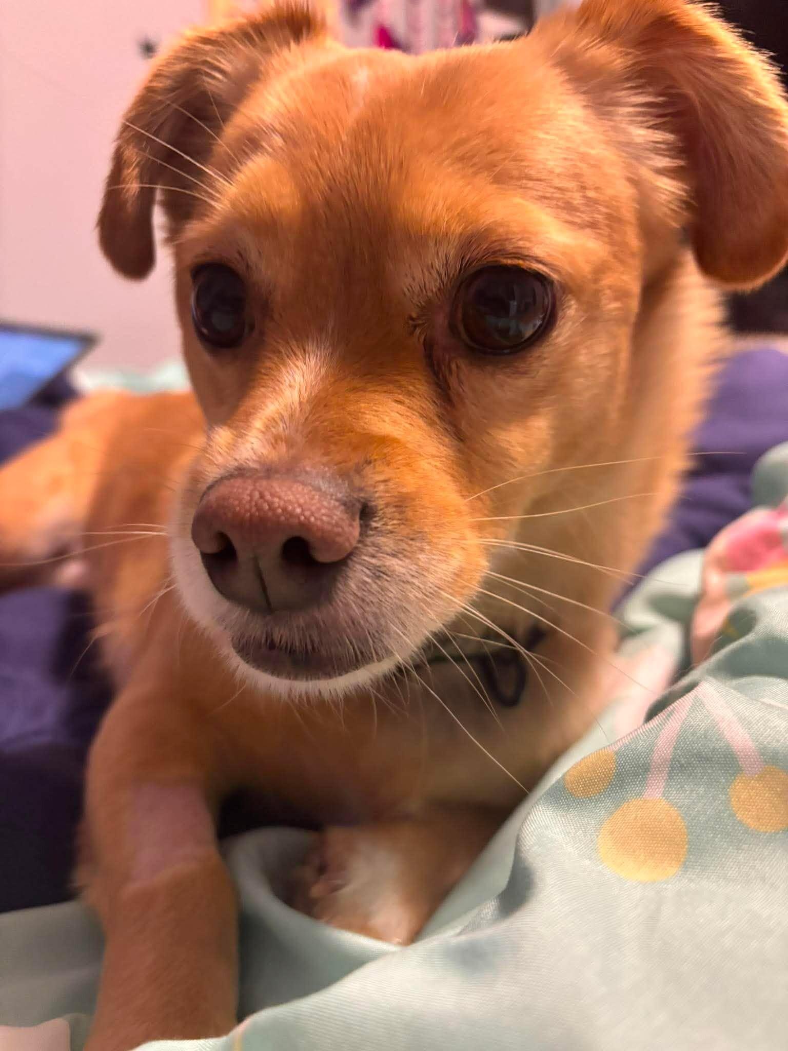 Enlarge Milo (2.0), a Adoptable Mixed Breed in Athens, ON image 1/4