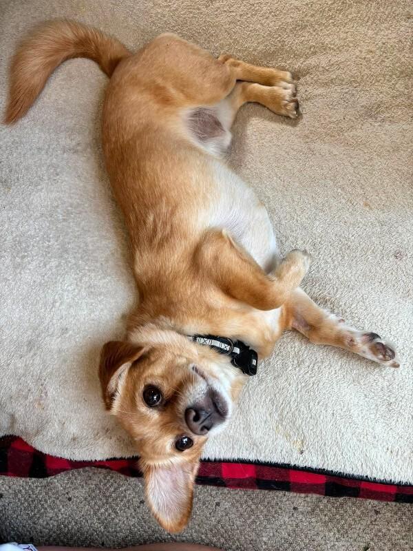 Enlarge Milo (2.0), a Adoptable Mixed Breed in Athens, ON image 4/4