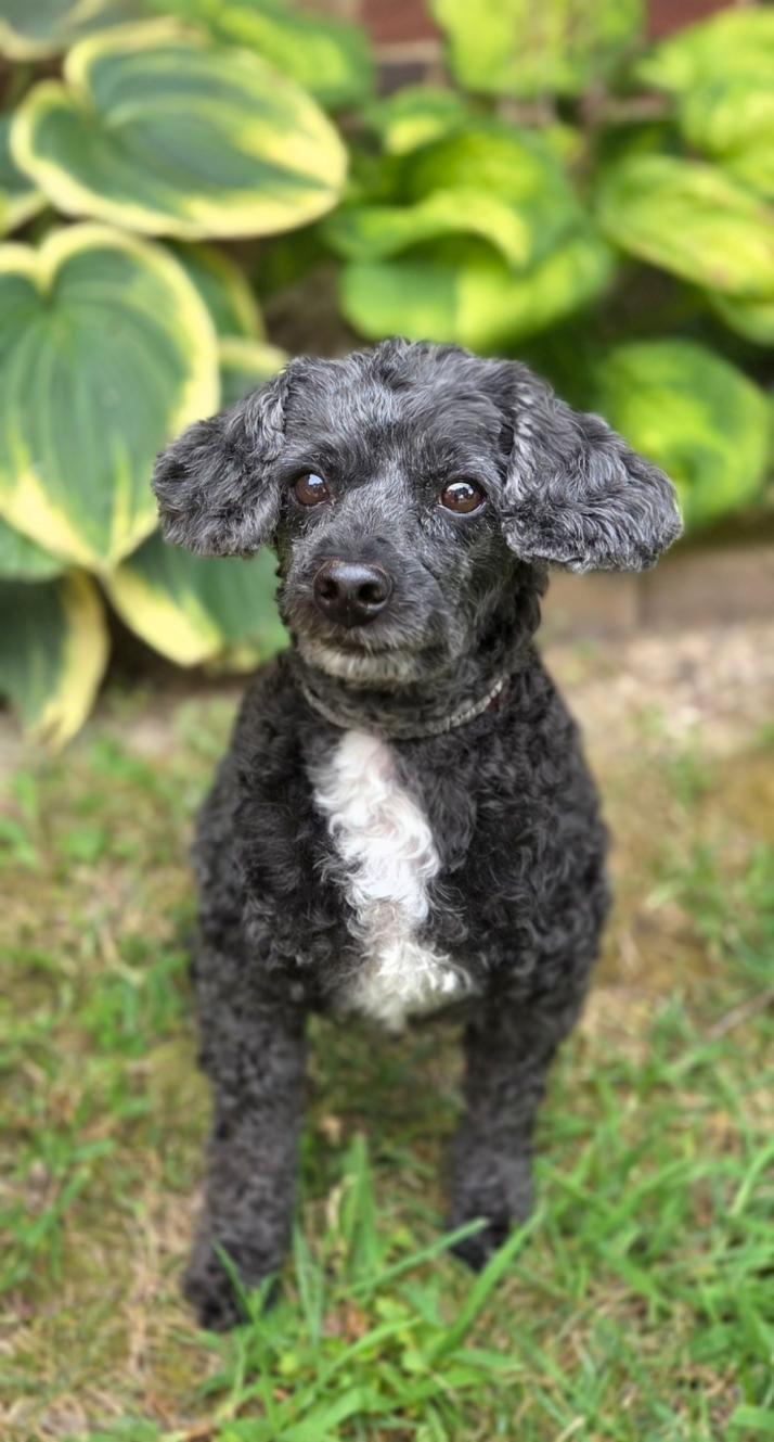 Enlarge Betty, a Adoptable Poodle (Toy) in Bridgeton, MO image 3/6