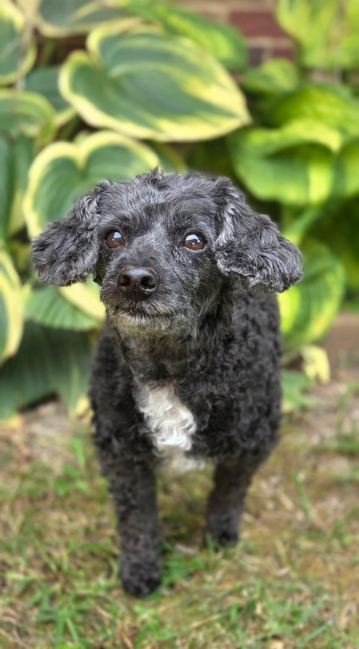 Enlarge Betty, a Adoptable Poodle (Toy) in Bridgeton, MO image 5/6