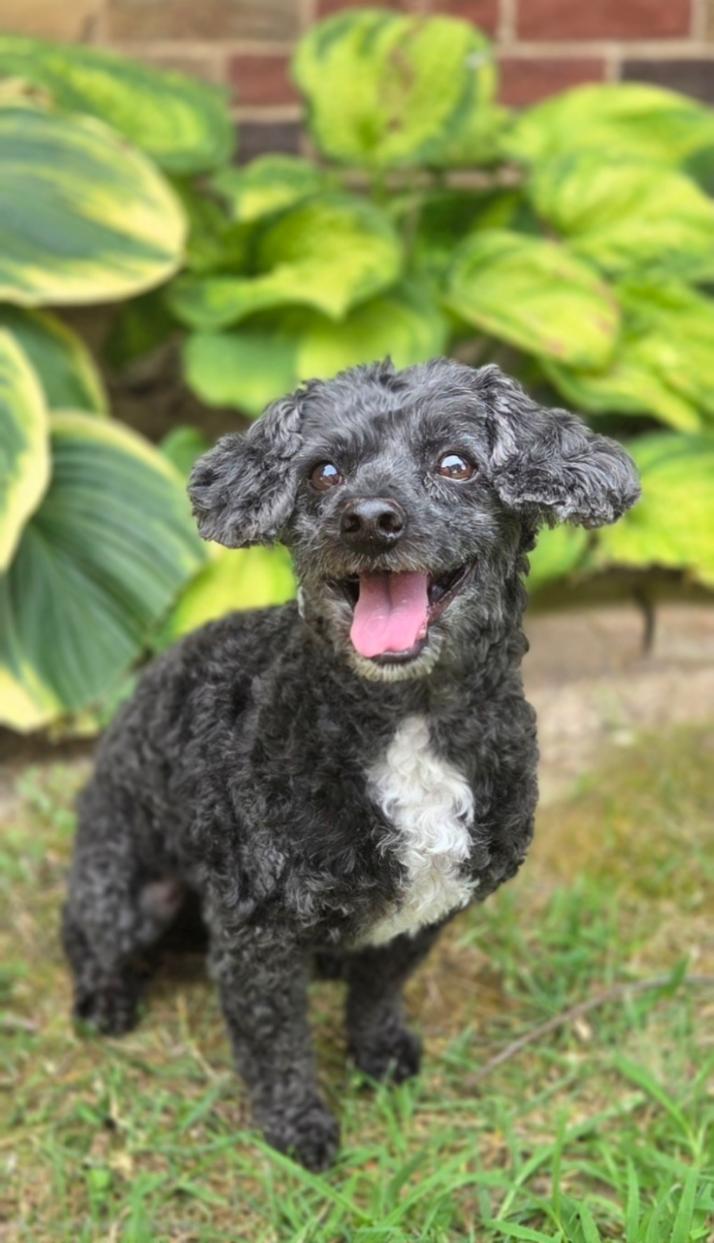 Enlarge Betty, a Adoptable Poodle (Toy) in Bridgeton, MO image 4/6
