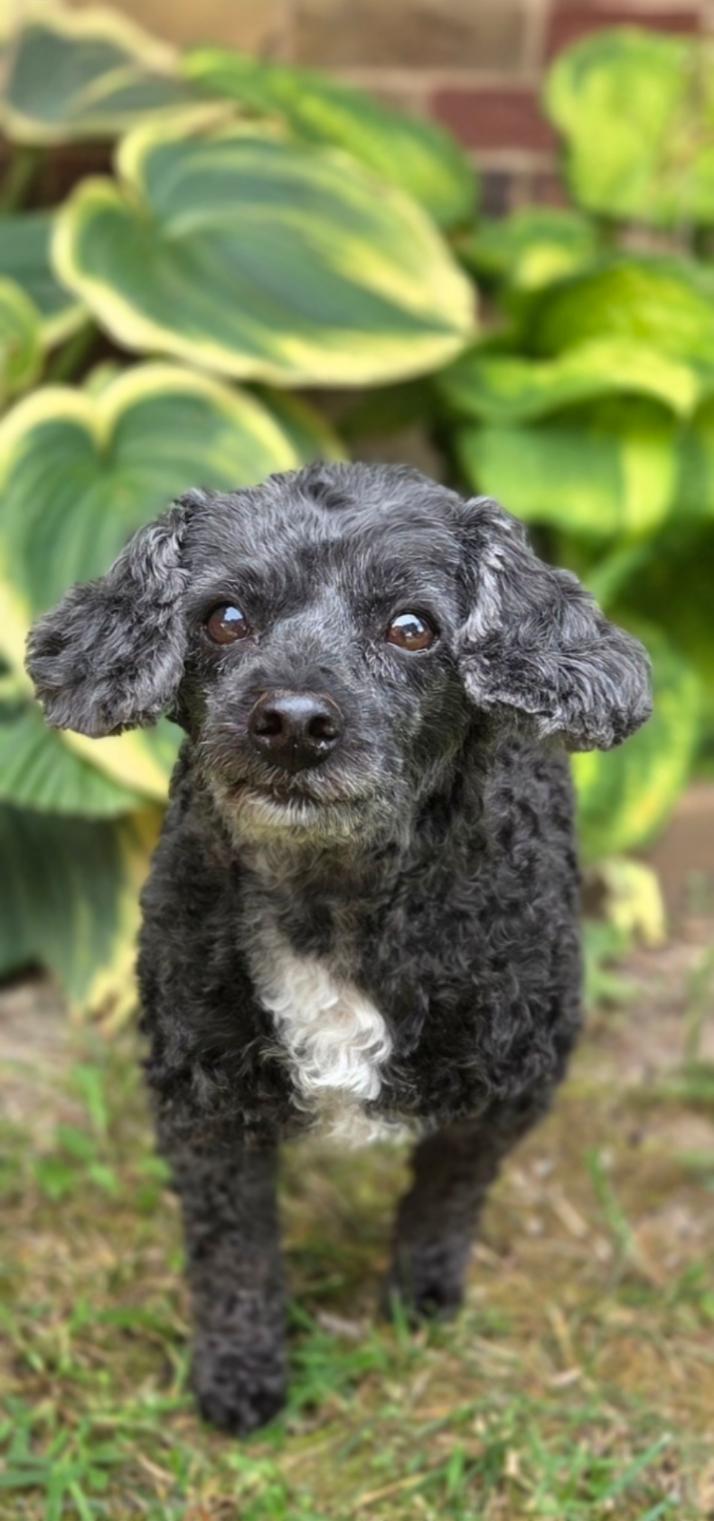 Enlarge Betty, a Adoptable Poodle (Toy) in Bridgeton, MO image 6/6