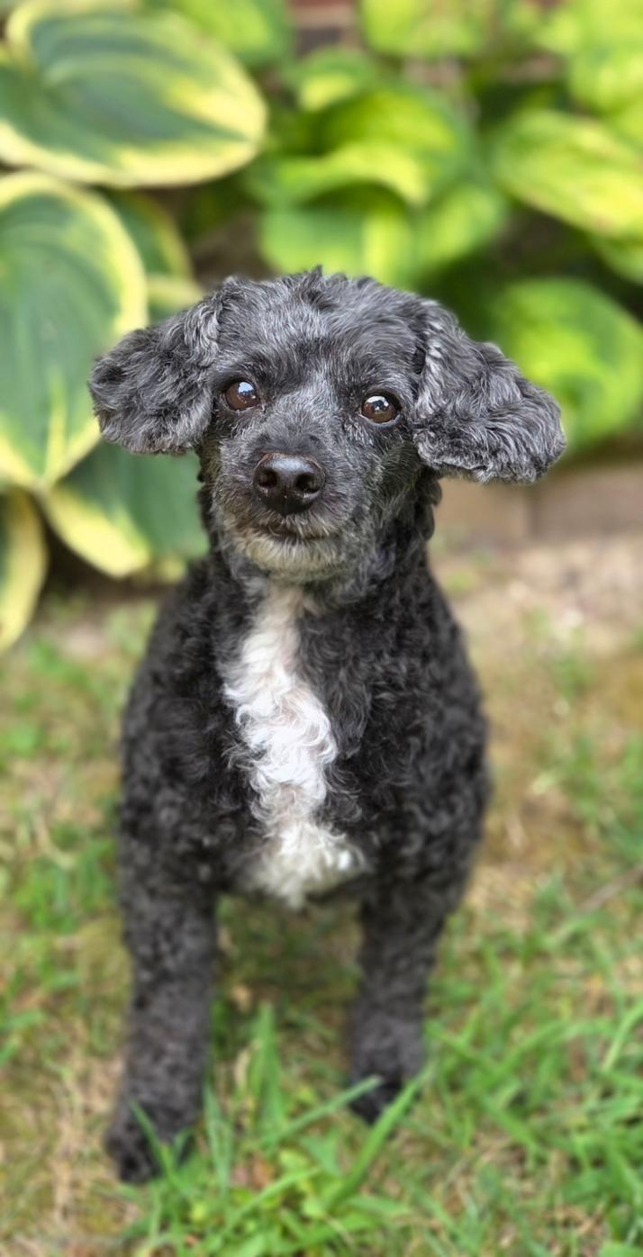 Enlarge Betty, a Adoptable Poodle (Toy) in Bridgeton, MO image 2/6