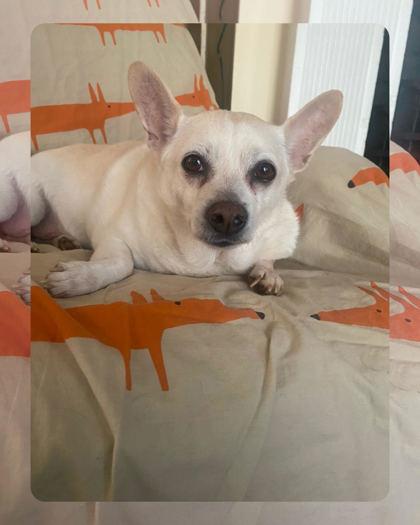 Decolder - IN FOSTER