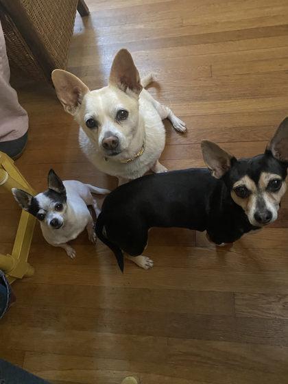 Decolder - IN FOSTER — thumbnail 2