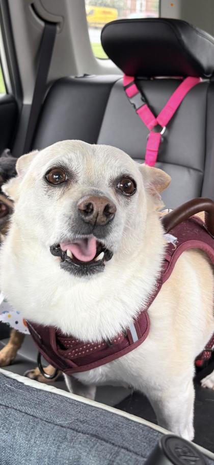 Decolder - IN FOSTER — thumbnail 3