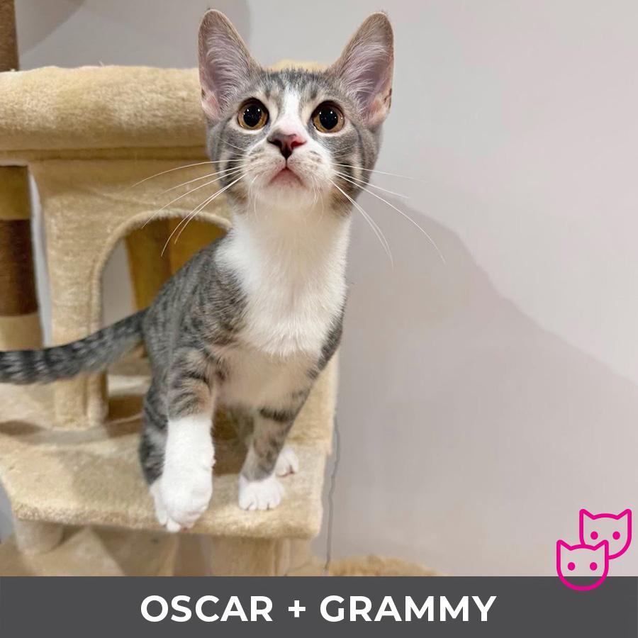 Oscar (bonded with Grammy), a Adoptable Domestic Short Hair in Etobicoke, ON image 2/5