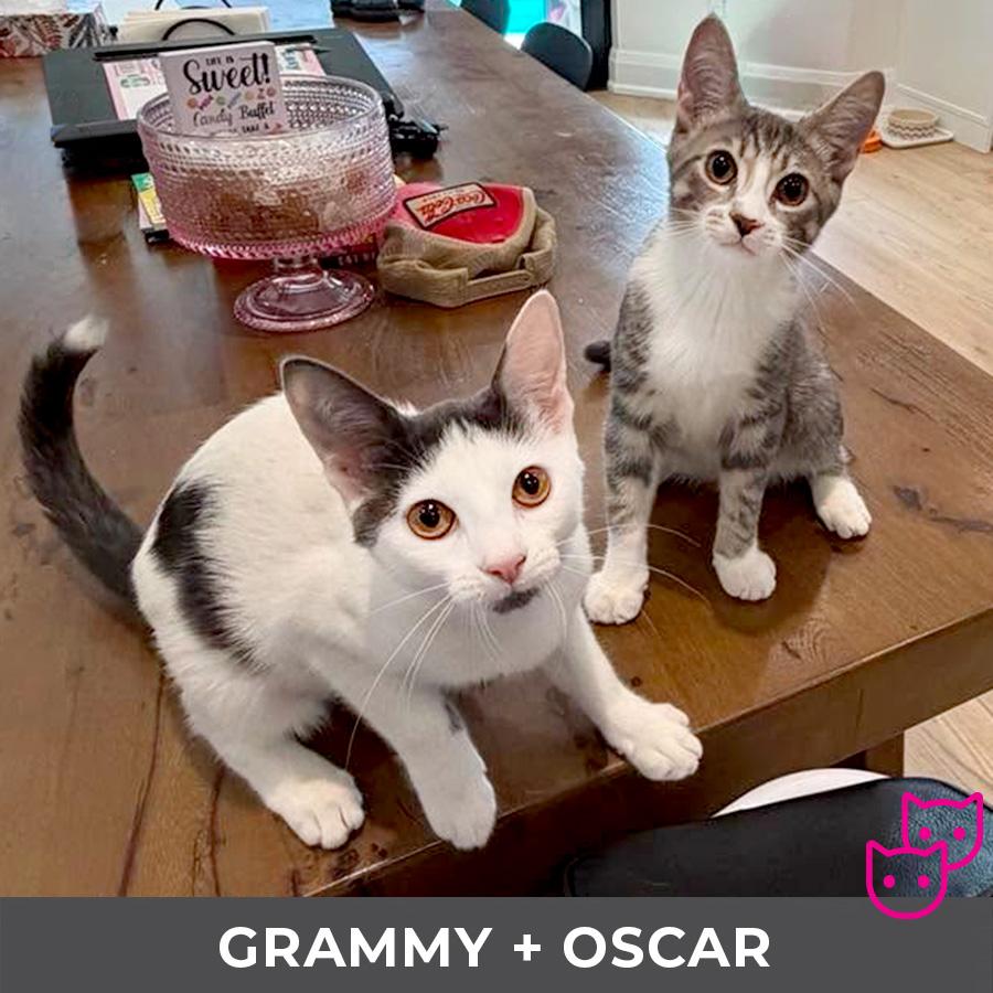 Oscar (bonded with Grammy), a Adoptable Domestic Short Hair in Etobicoke, ON image 5/5