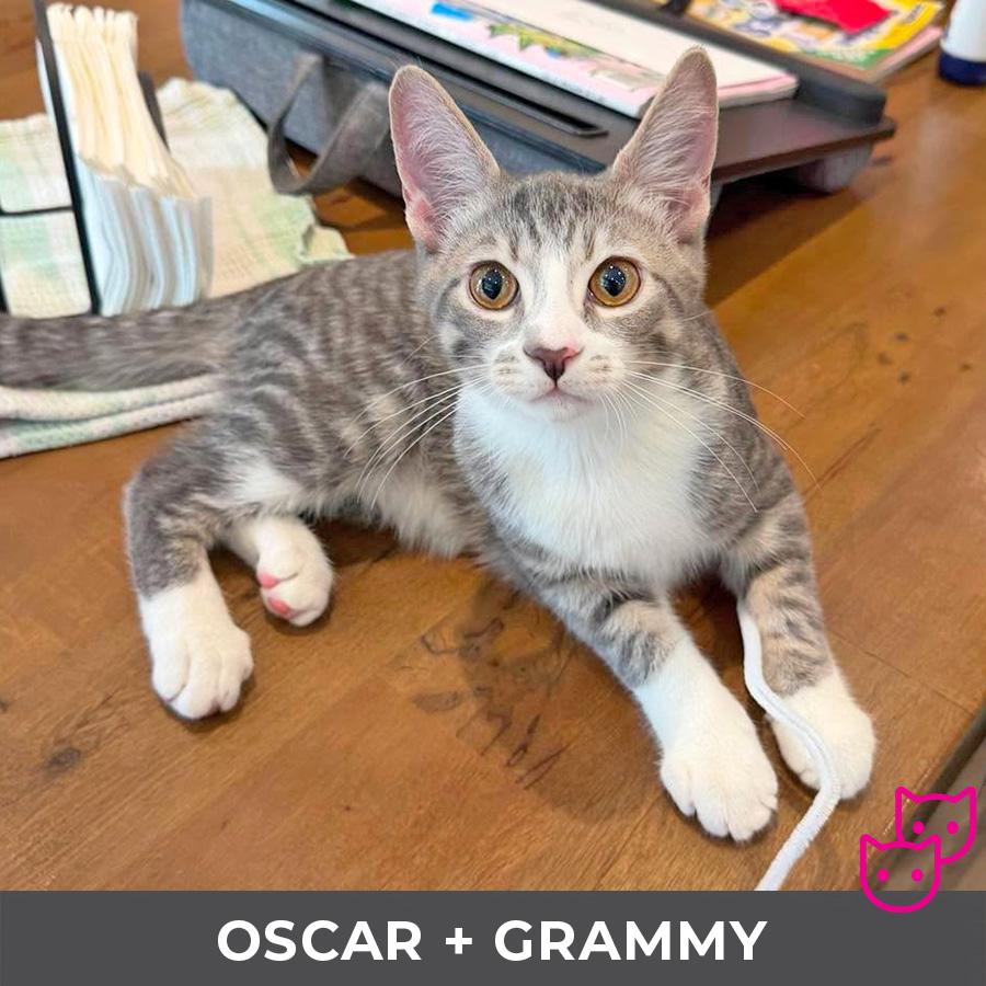 Oscar (bonded with Grammy), Adoptable, Kitten Male Domestic Short Hair.