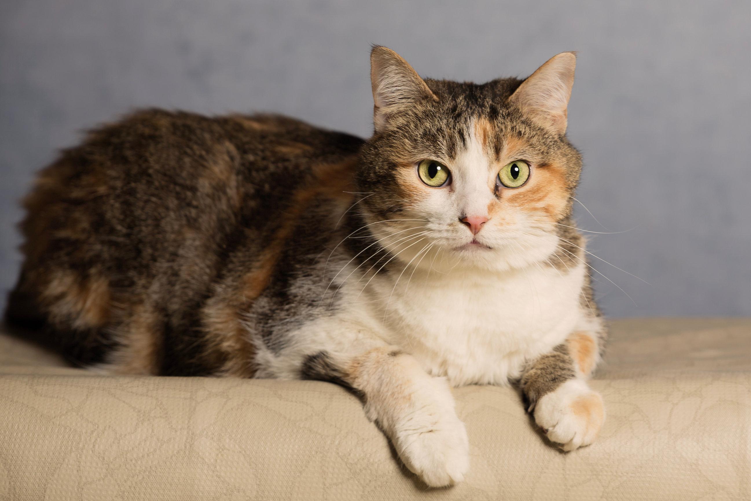 Enlarge Willow, an adoptable Domestic Short Hair in Seville, OH image 1/3