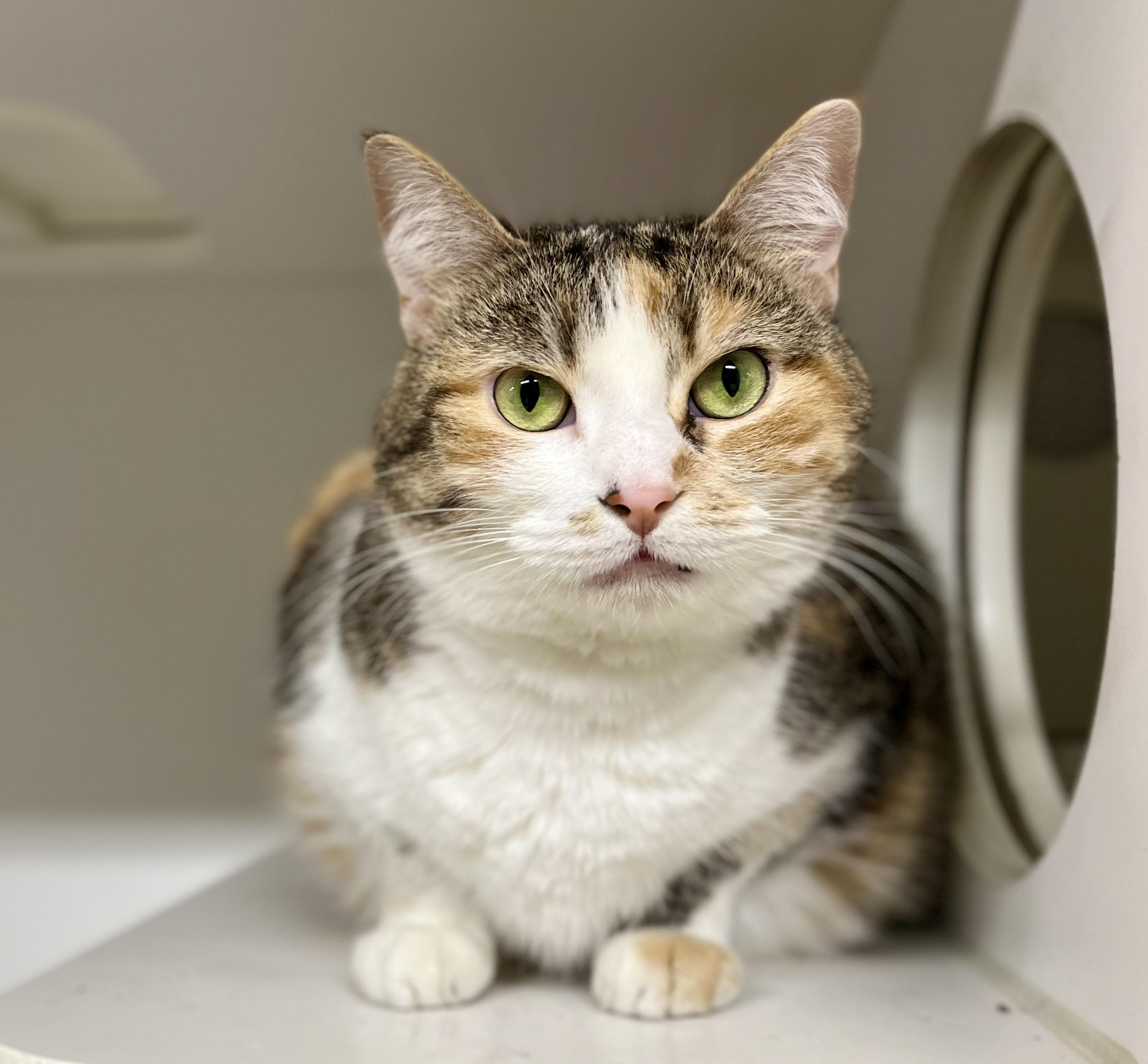 Willow, a Adoptable Domestic Short Hair in Seville, OH image 1/2