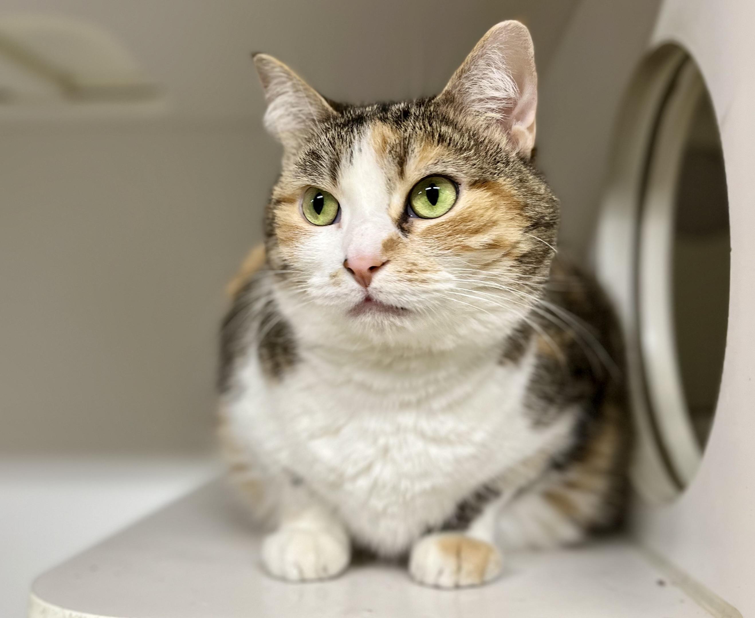 Willow, a Adoptable Domestic Short Hair in Seville, OH image 2/2