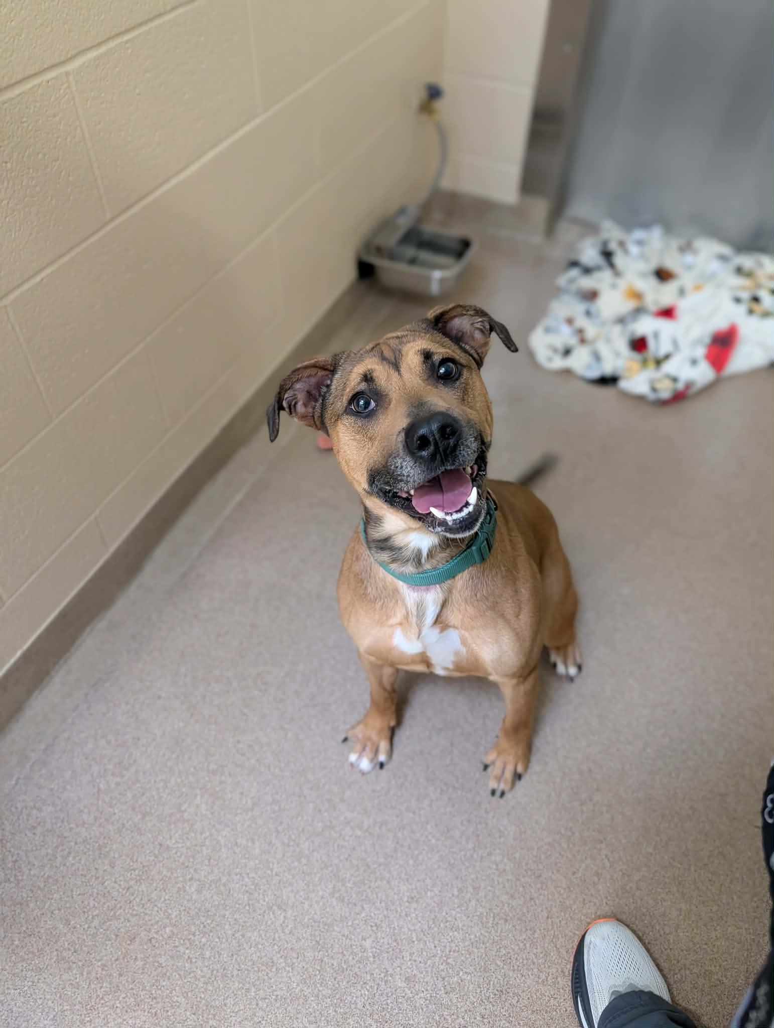 Bronx, ADOPTABLE, Adult Male Terrier.