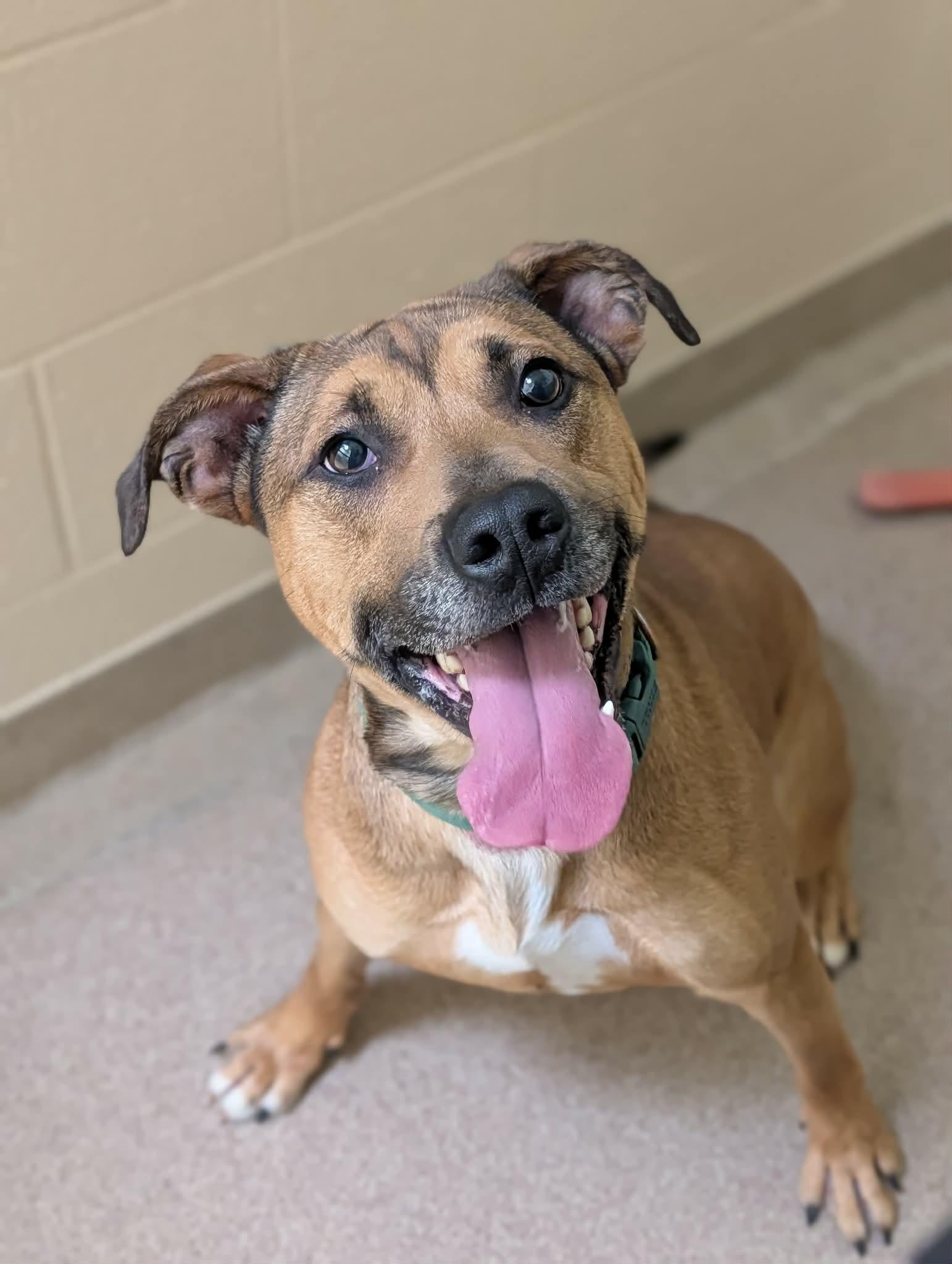 Enlarge Bronx, a ADOPTABLE mixed breed in Chambersburg, PA image 2/2