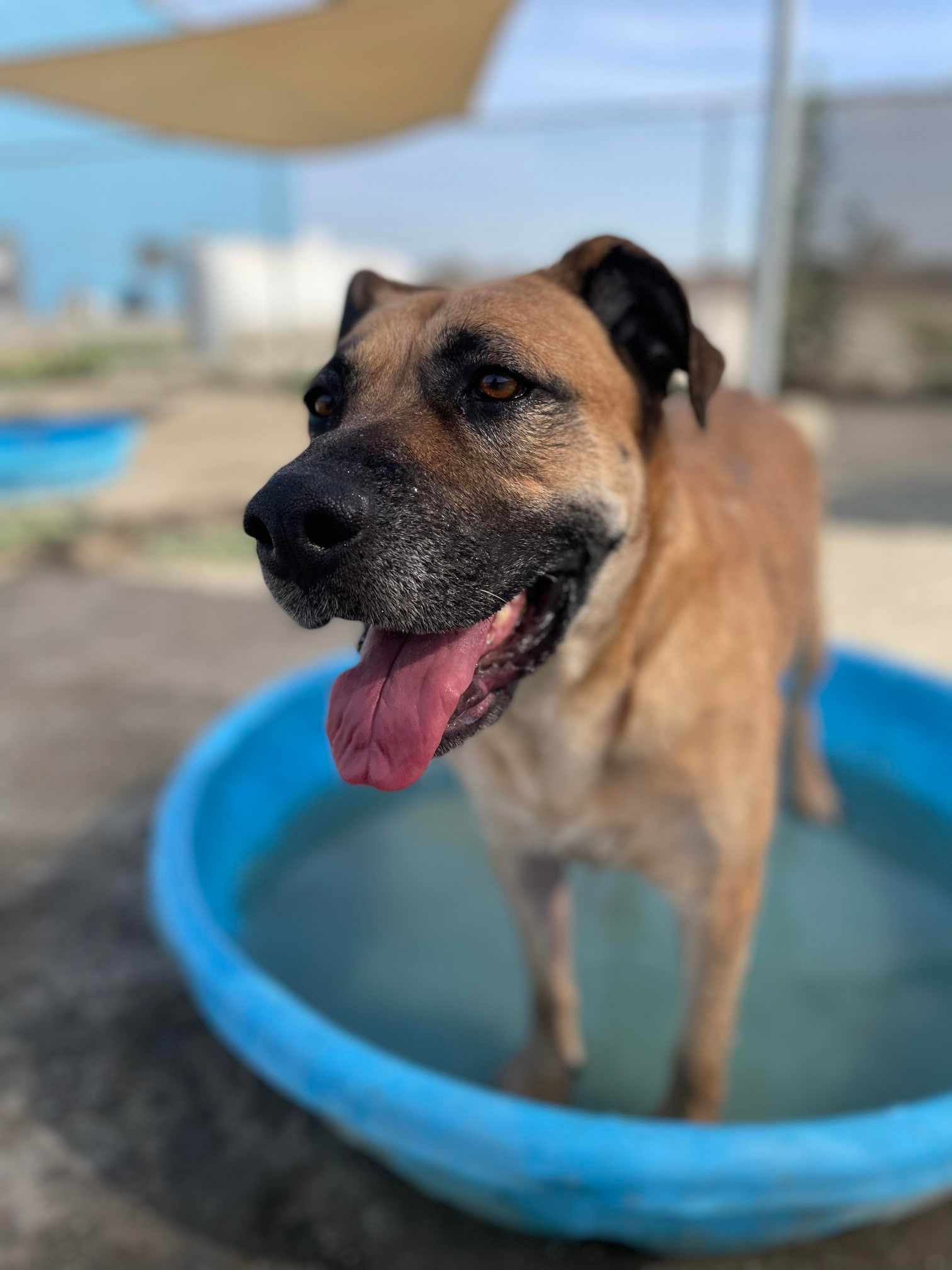 Reba, a Adoptable Mastiff in Visalia, CA image 5/8
