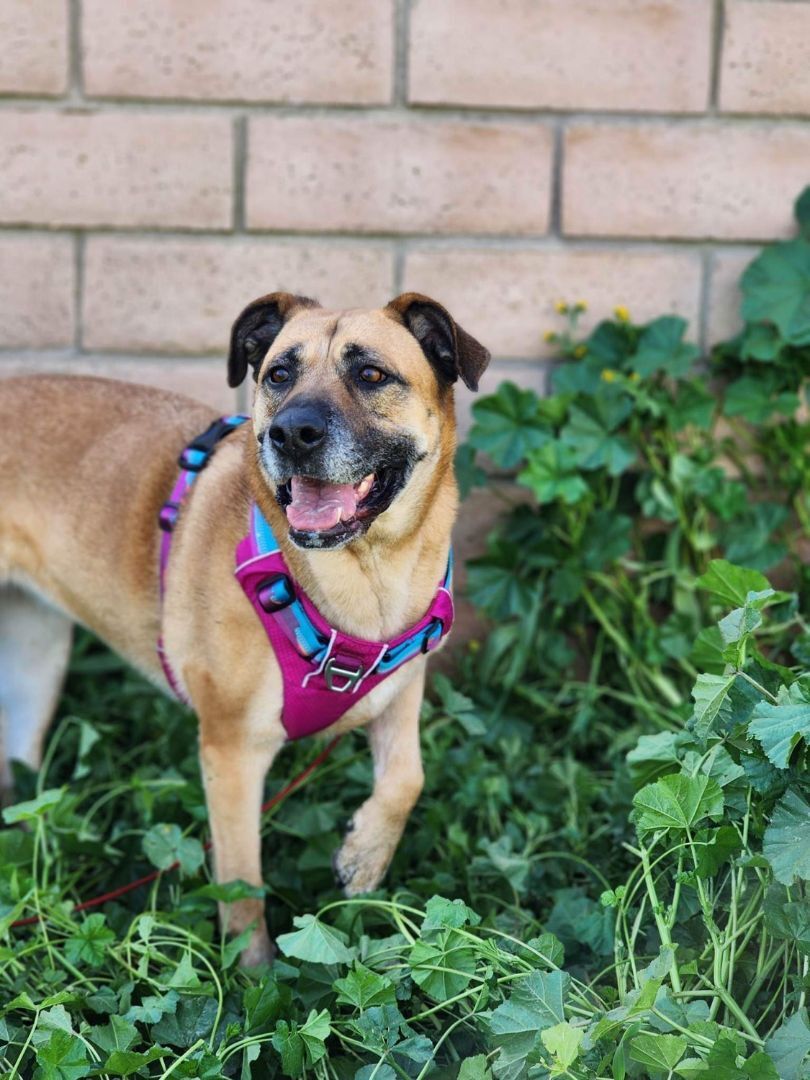Reba, a Adoptable Mastiff in Visalia, CA image 1/8