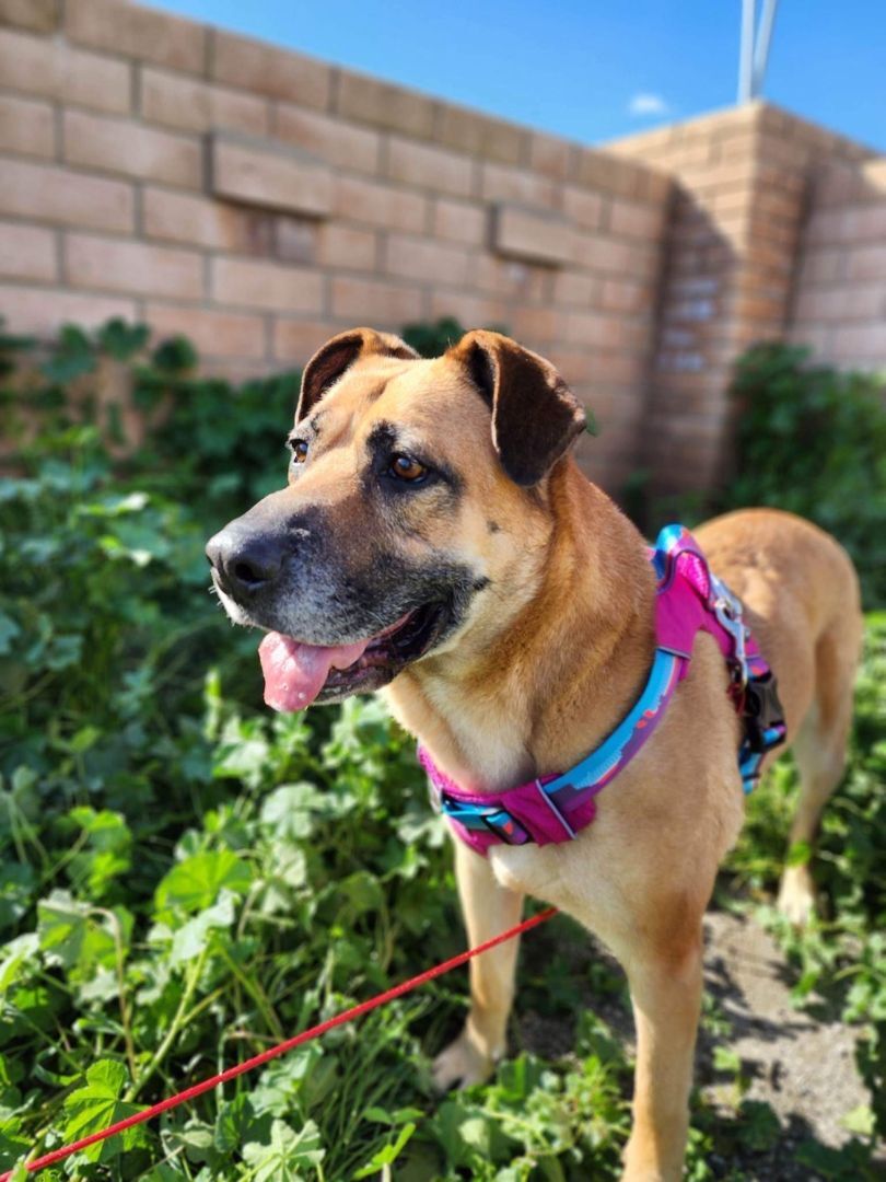 Enlarge Reba, a Adoptable Mastiff in Visalia, CA image 7/8