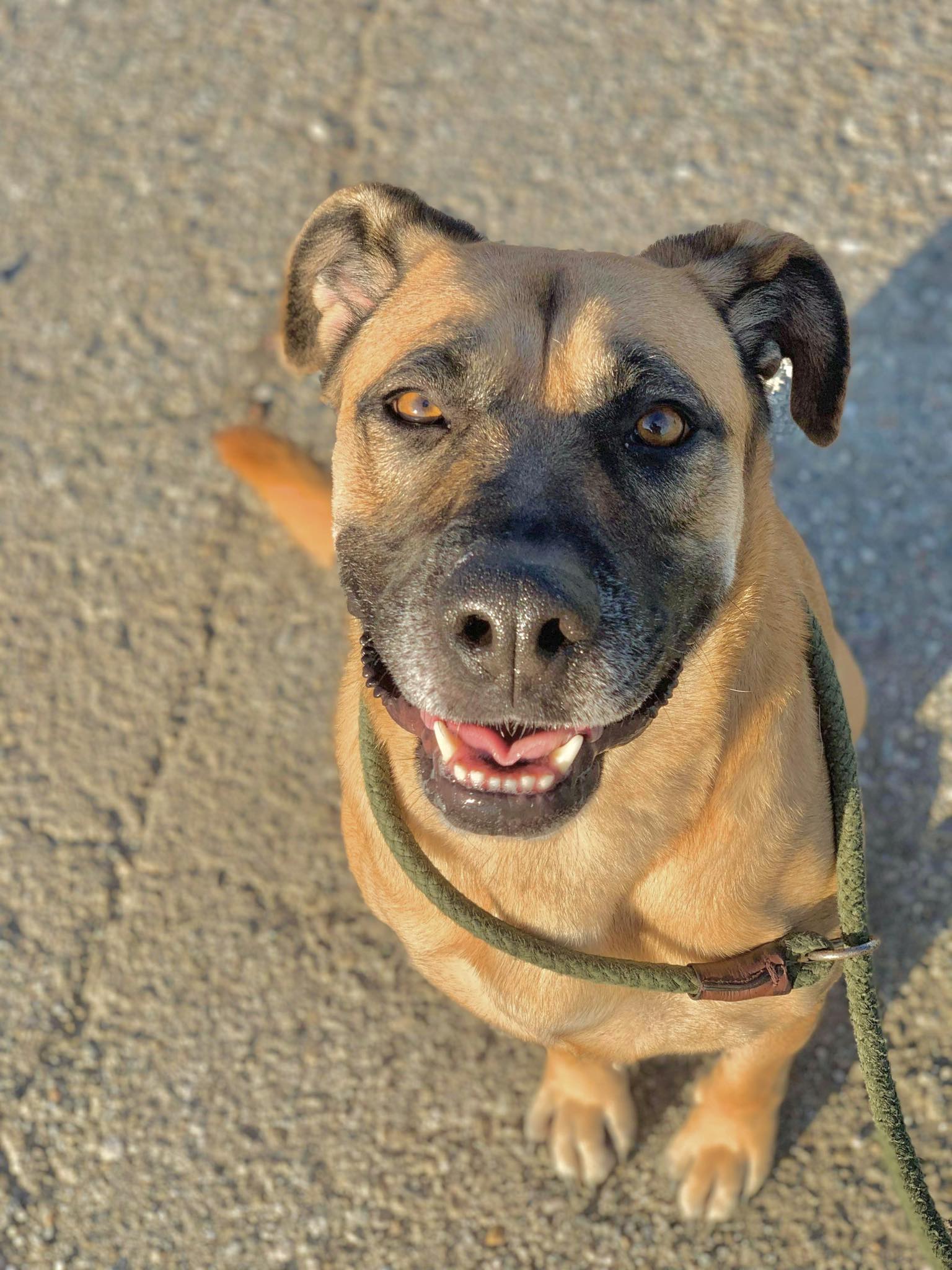 Enlarge Reba, a Adoptable Mastiff in Visalia, CA image 8/8