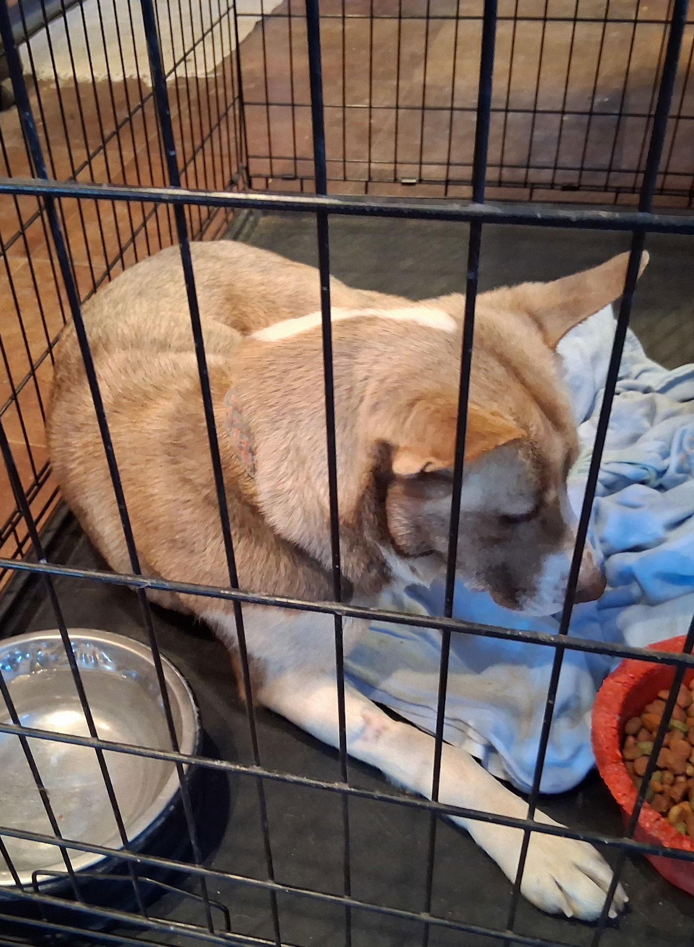 Enlarge Misha, a Adoptable Husky in Mcconnelsville, OH image 1/3