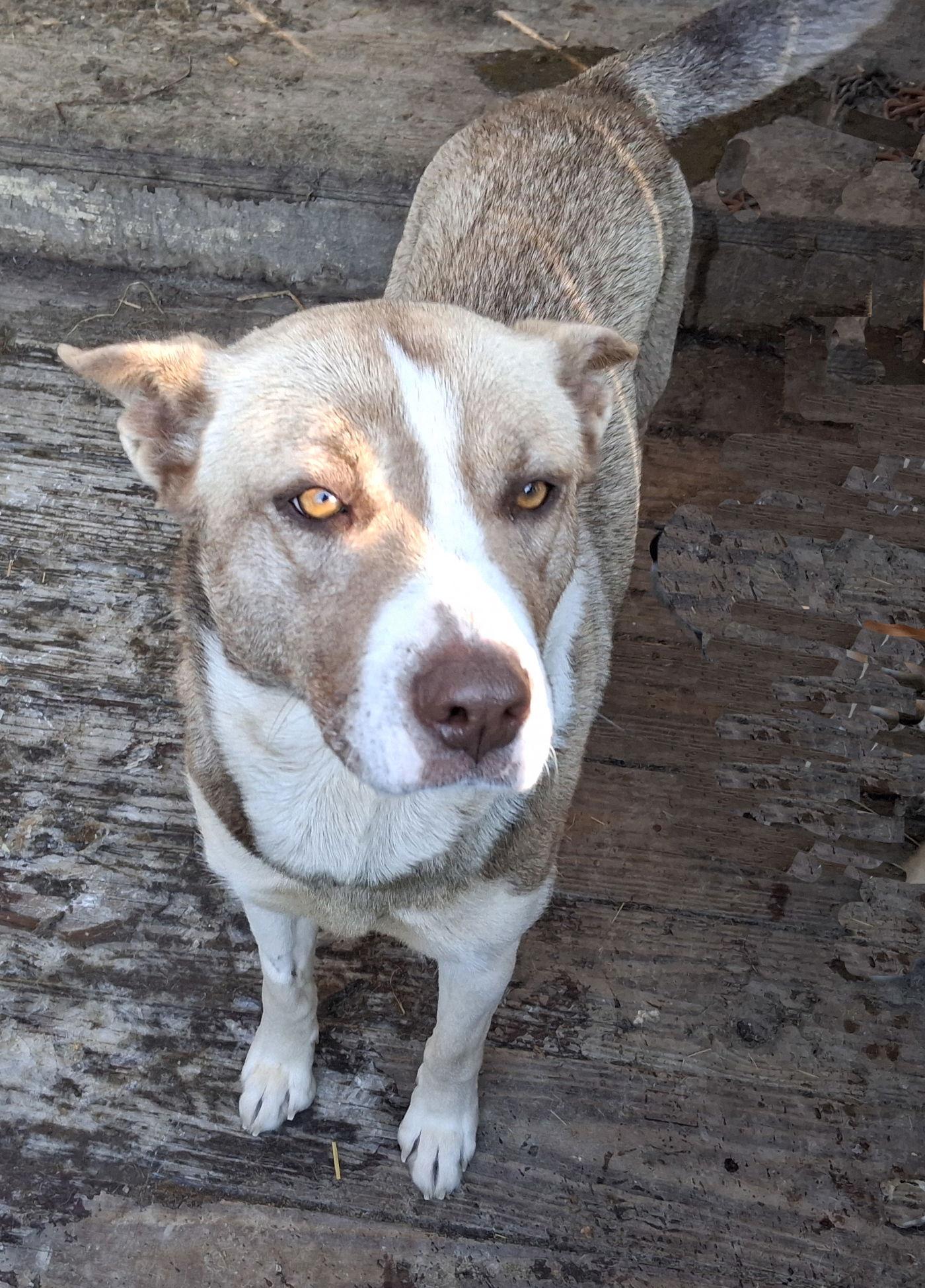 Enlarge Misha, a Adoptable Husky in Mcconnelsville, OH image 2/3
