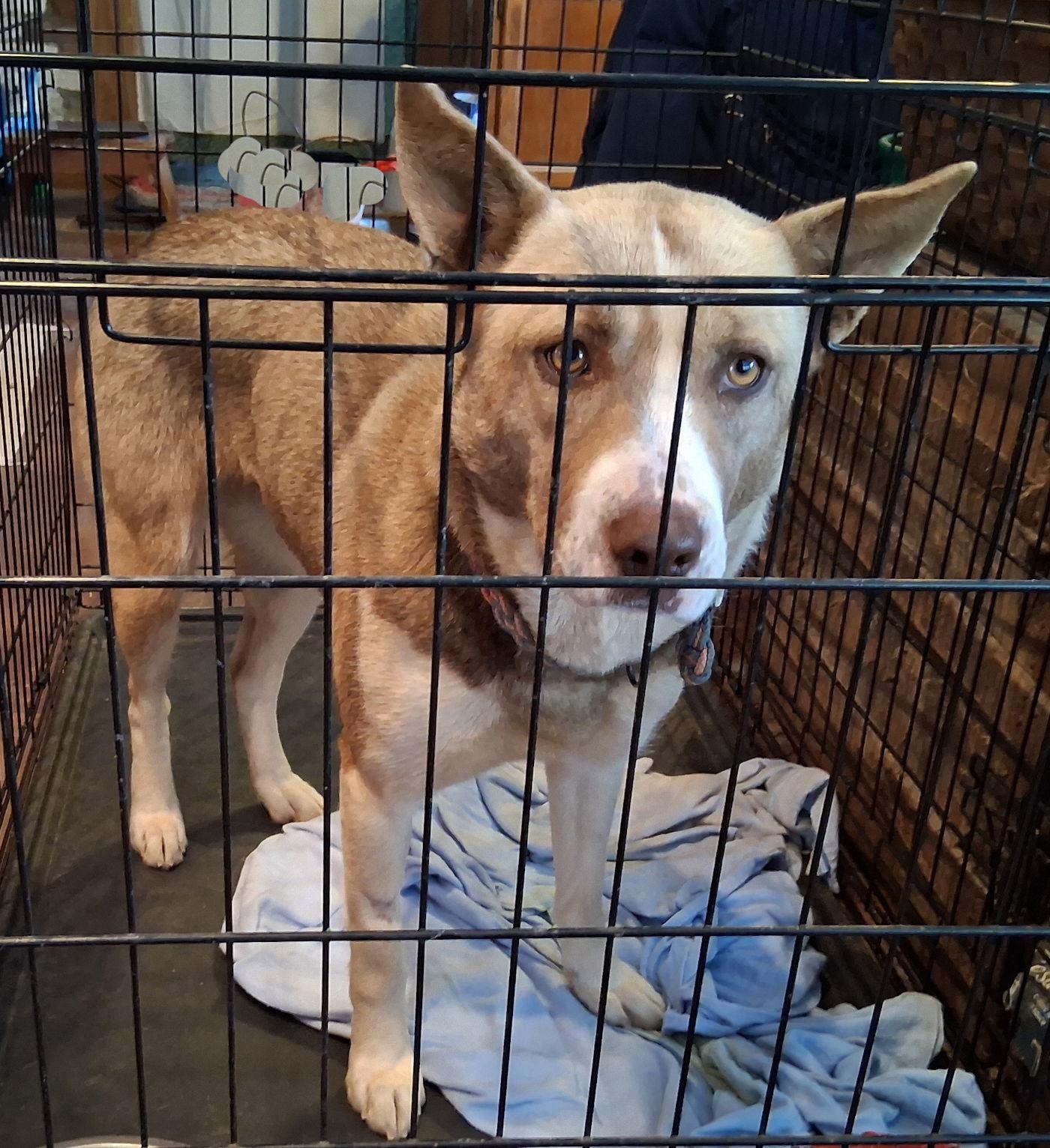 Enlarge Misha, a Adoptable Husky in Mcconnelsville, OH image 3/3